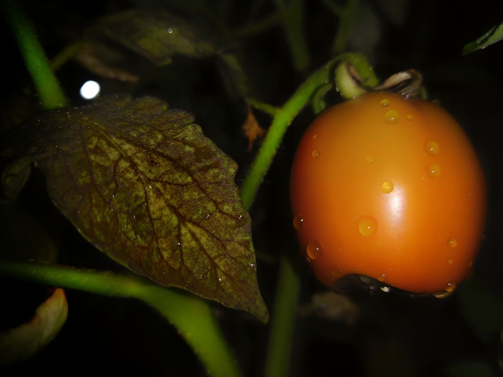 ASUS X01BDA sample photo. Tomato, rotten tomato, garden photography