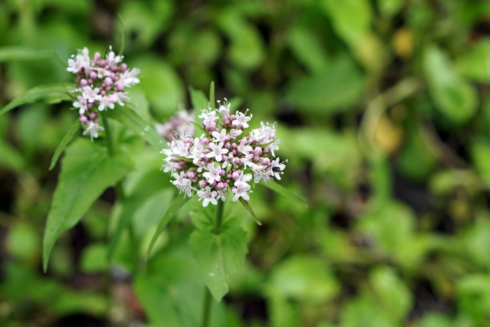 E 50mm F1.8 OSS sample photo. Cicuta maculata, flower, plant photography