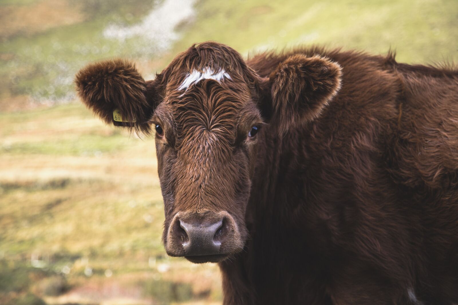 Canon EOS 6D + Canon EF 24-105mm F4L IS USM sample photo. Animal, cow, field photography