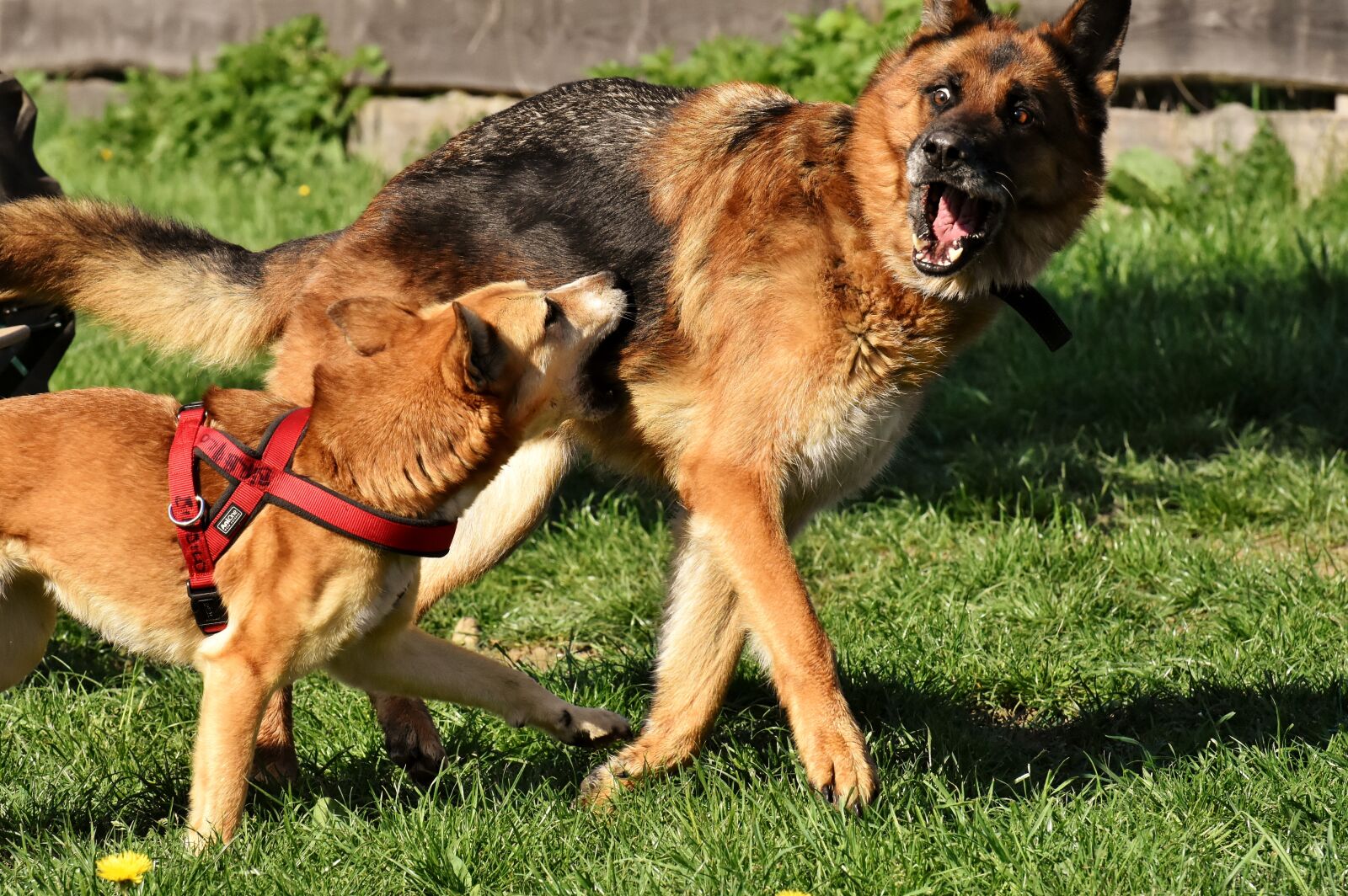 Nikon D7200 sample photo. Dogs, play, romp photography