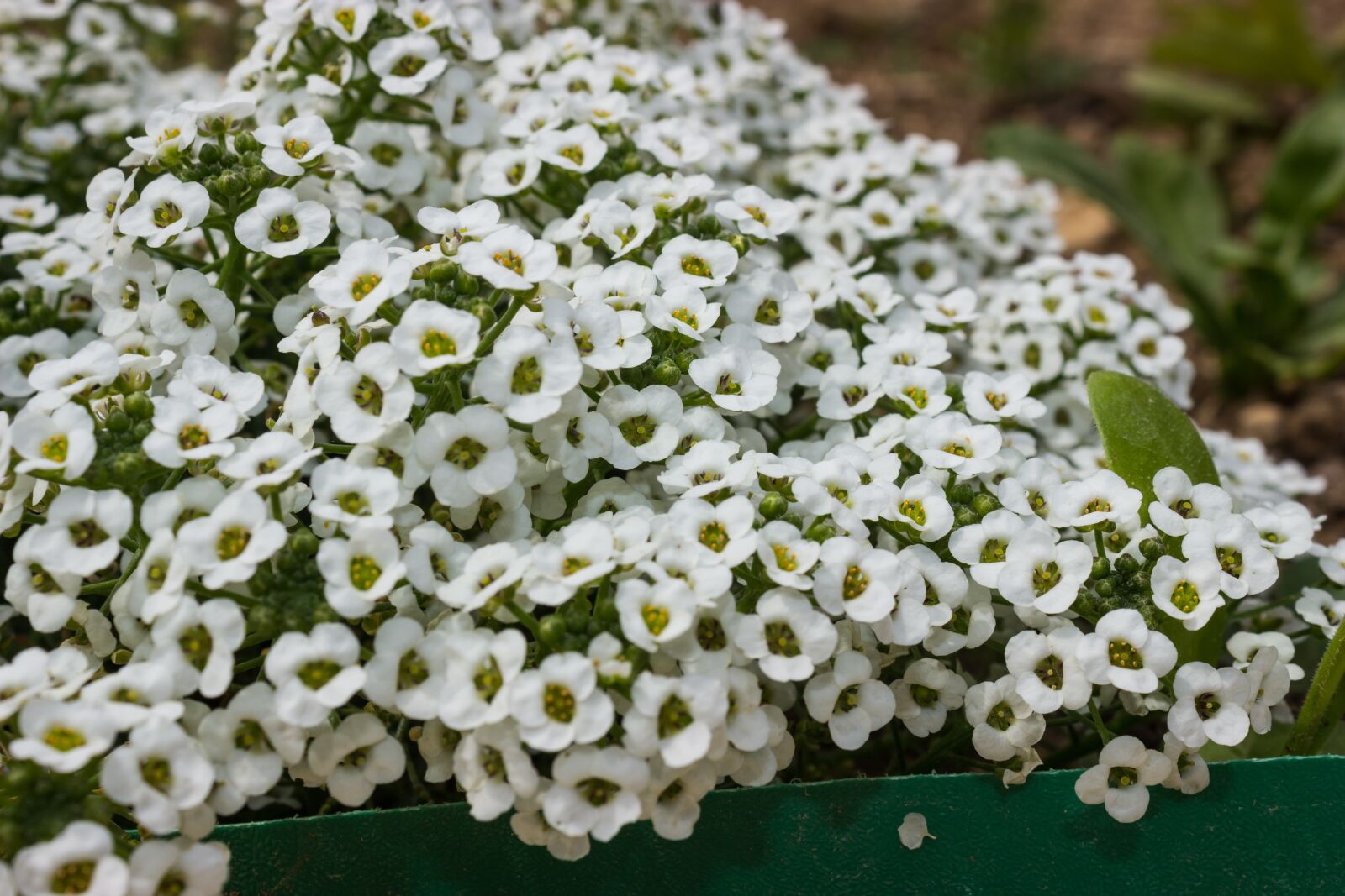 Canon EOS 600D (Rebel EOS T3i / EOS Kiss X5) sample photo. Flower, spring, white photography