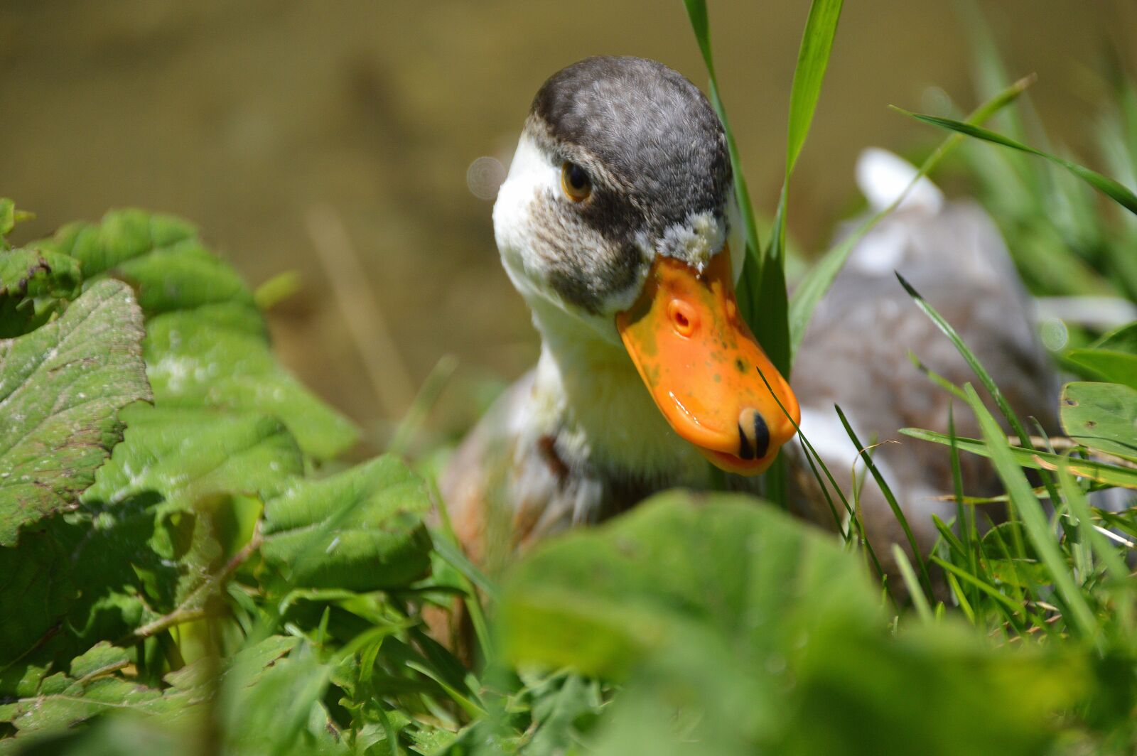 Nikon D3200 sample photo. Duck, bird, water bird photography