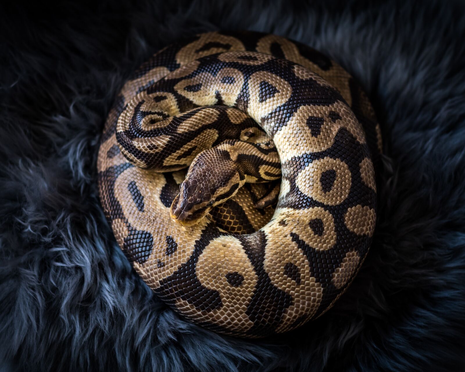 Nikon D7500 sample photo. Snake, python, animal photography