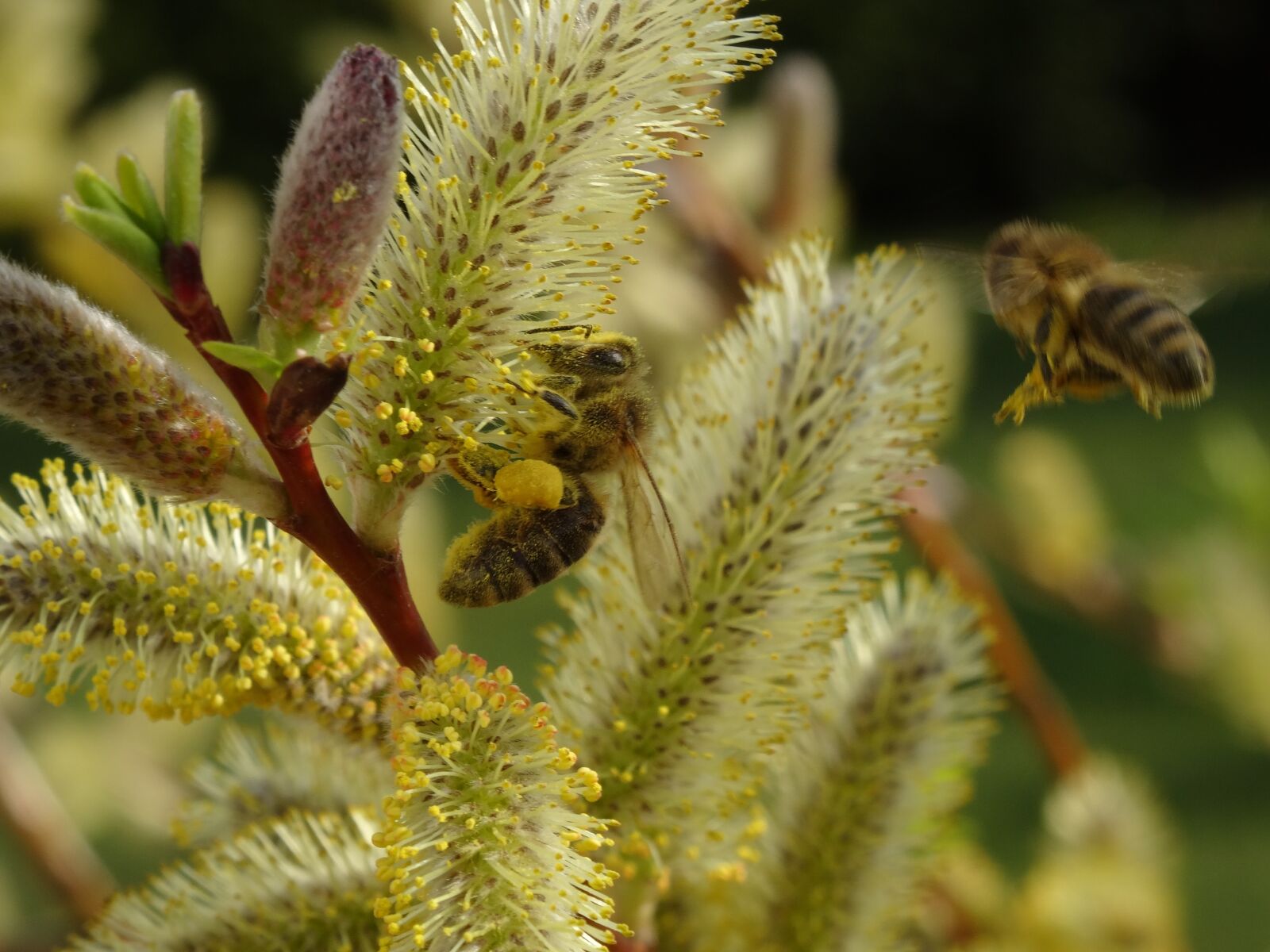 Sony DSC-HX50 sample photo. Bee, pollen, insect photography