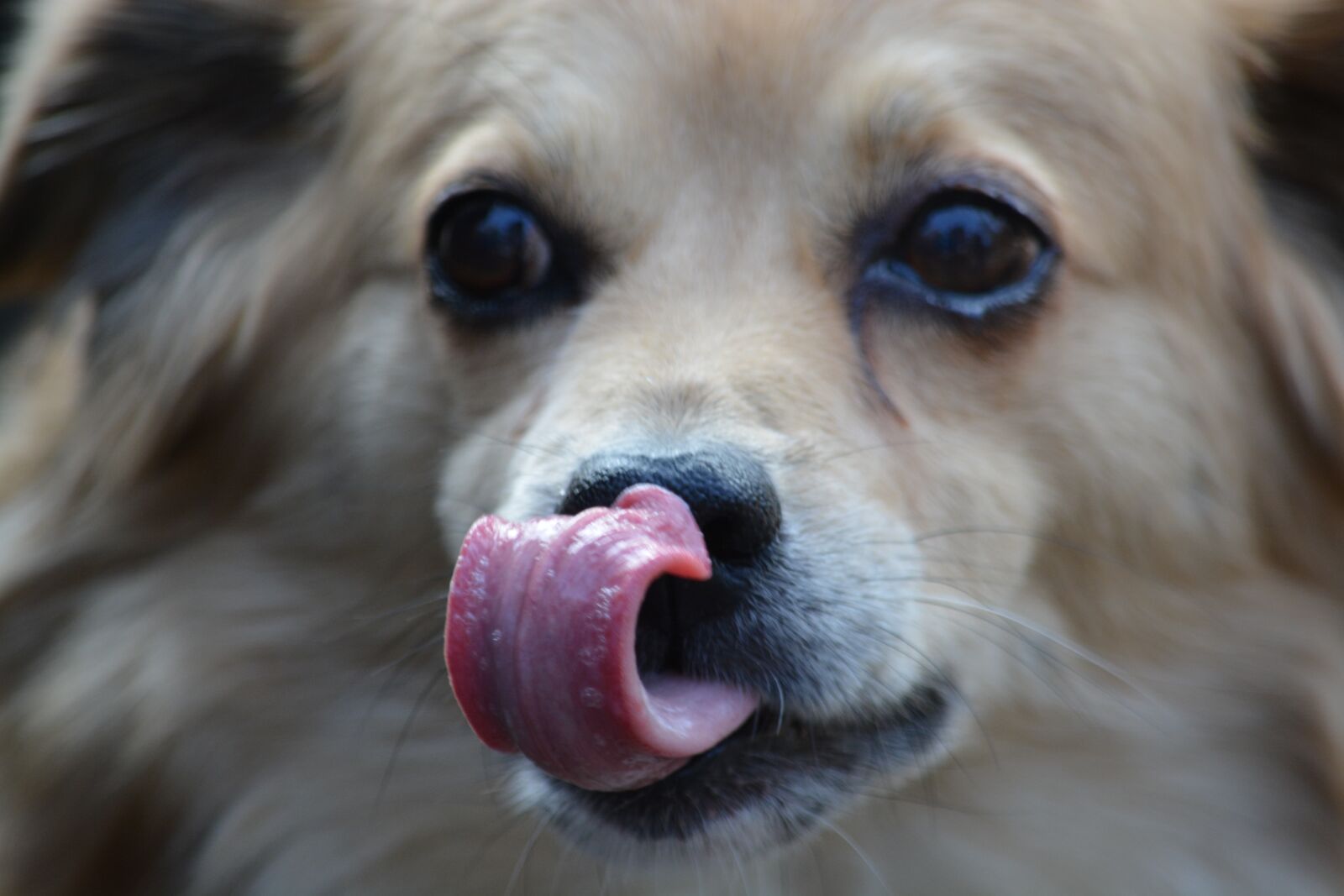 Nikon D5200 sample photo. Dog, mammal, pet photography