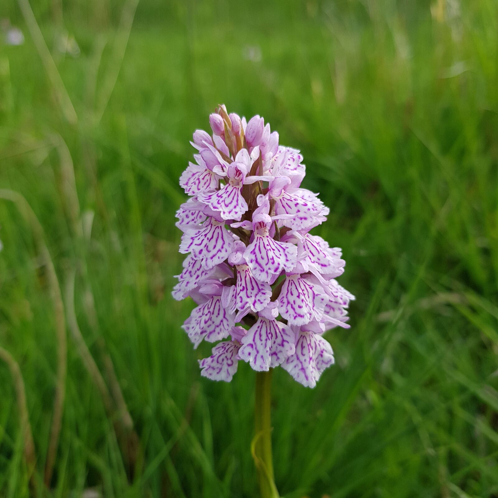 Samsung Galaxy S8 sample photo. Dactylorhiza fuchsii, dactylorhiza, fuchsii photography