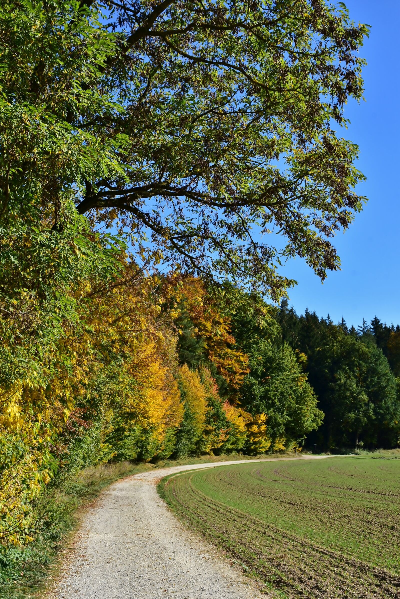 Nikon D7200 sample photo. Leaves, deciduous tree, autumn photography