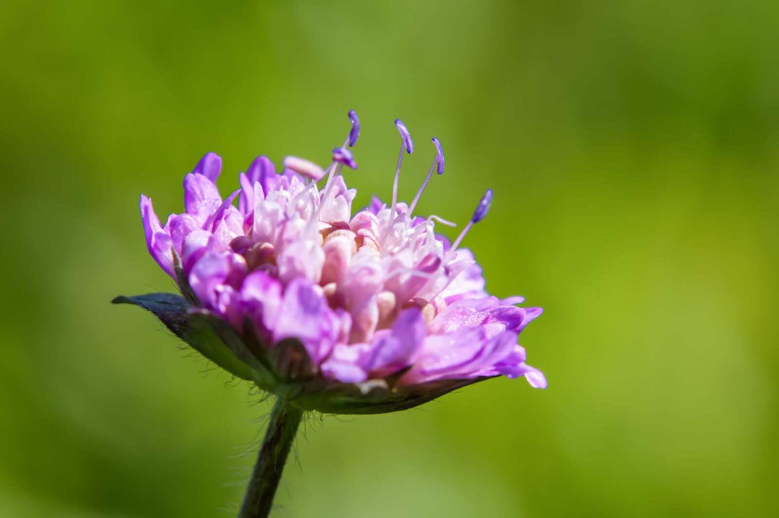 Nikon D7200 sample photo. Mountain leek, cottage garden photography