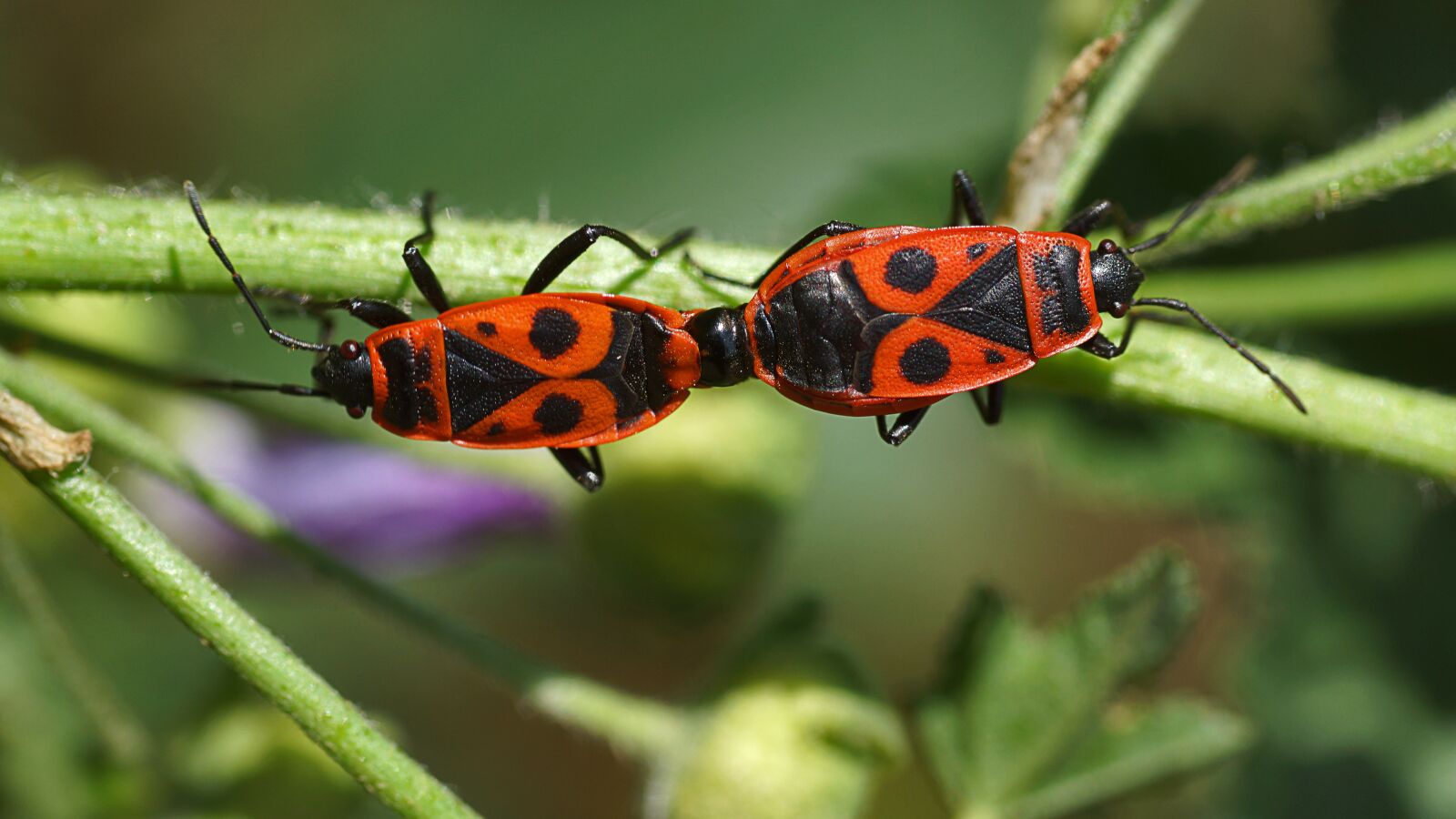 Sony SLT-A77 sample photo. Coupling, insects, nature photography