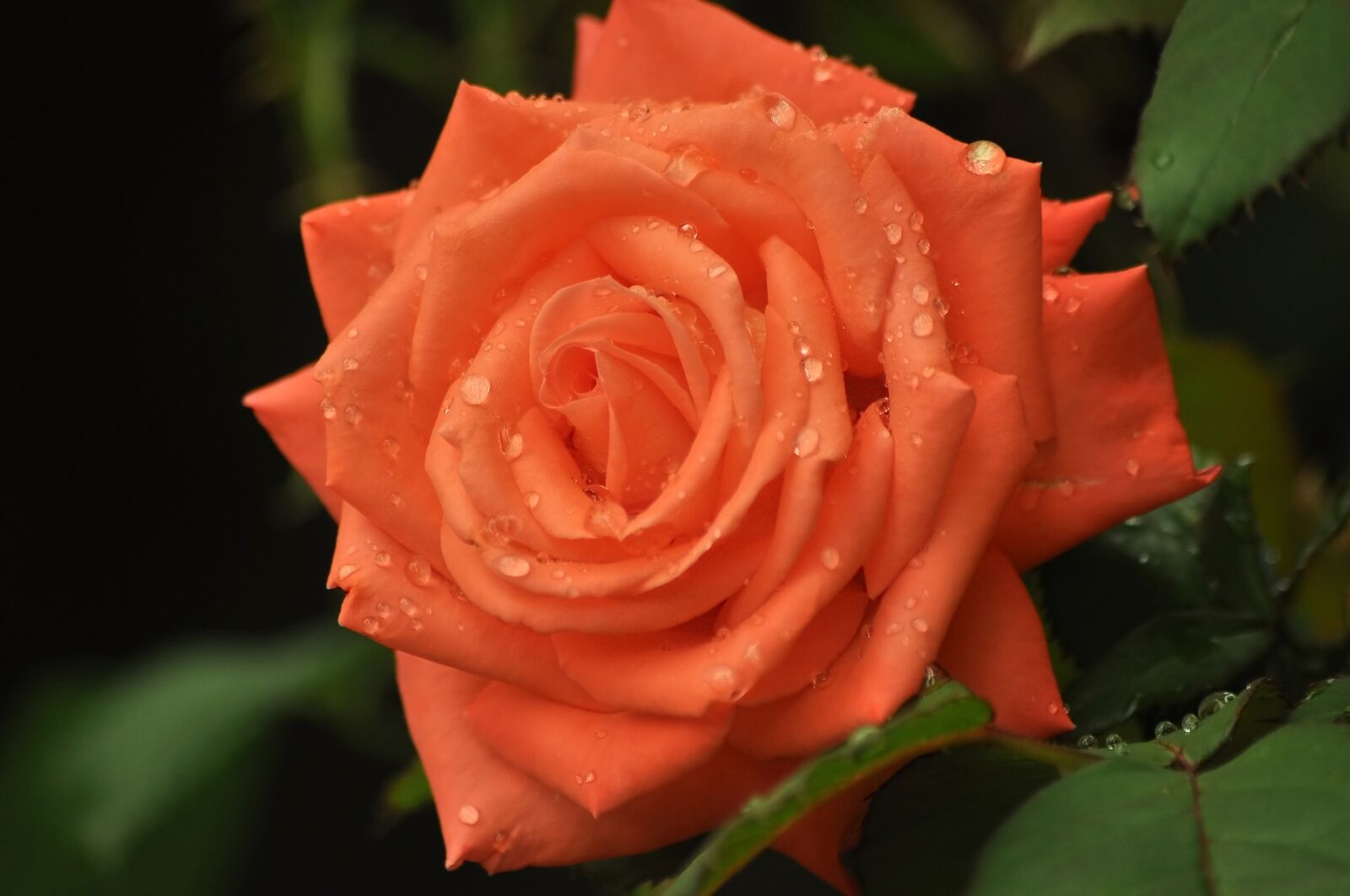 Nikon D90 sample photo. Orange flower, rose, rosa photography