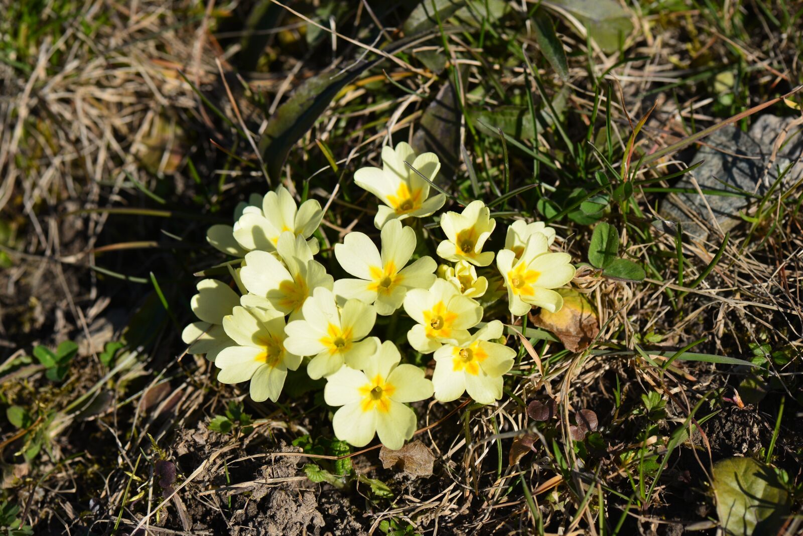 Nikon D610 sample photo. Primmeln, yellow, spring photography