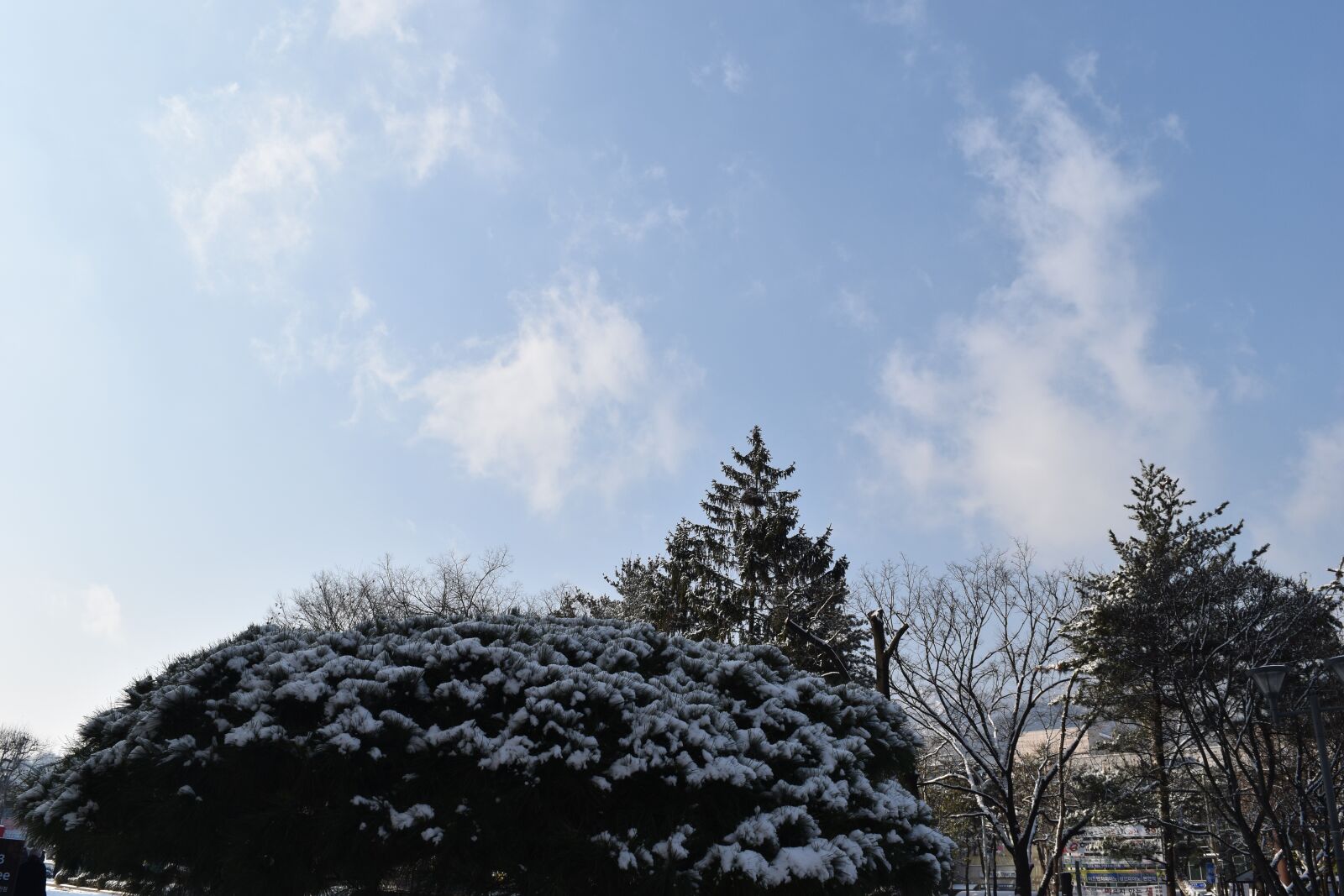 Nikon D5500 sample photo. Tree, view, snow photography
