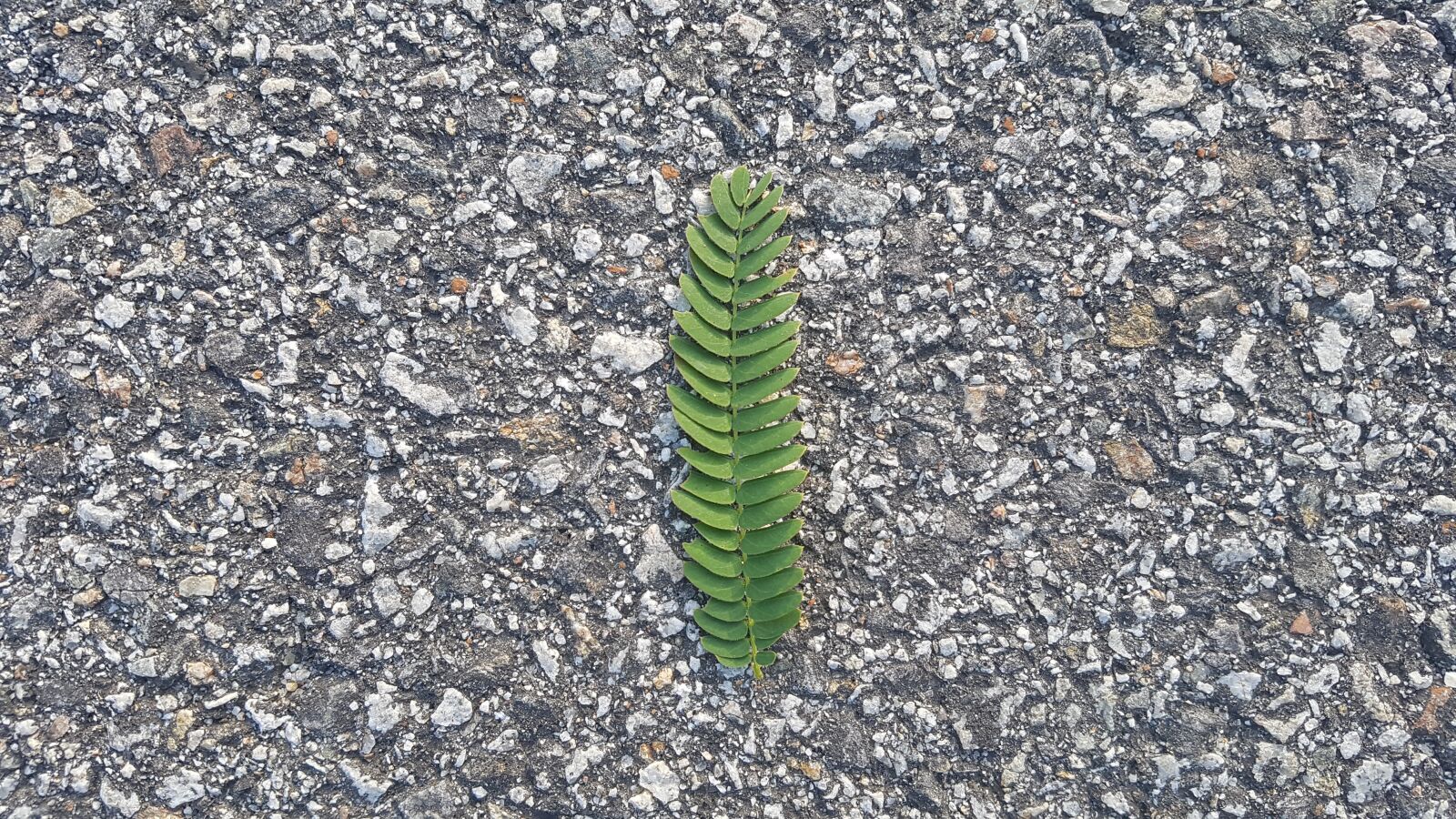Samsung Galaxy S7 sample photo. Palm sunday, leaf, sunday photography