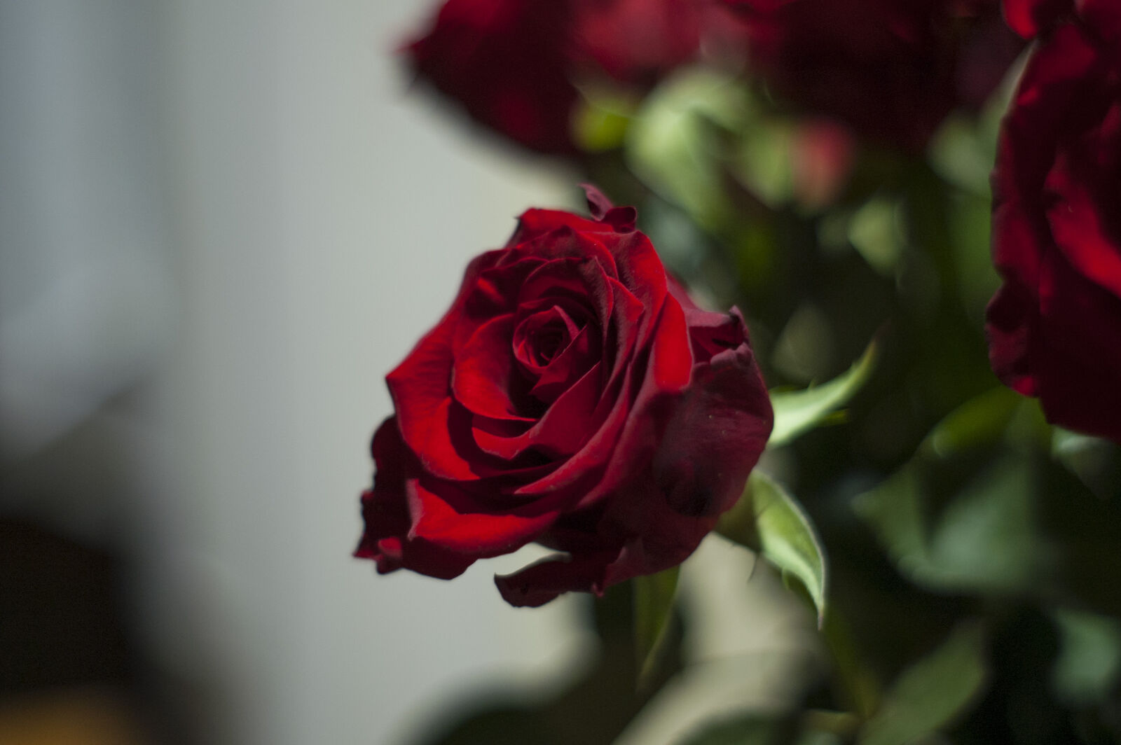 KONICA MINOLTA DYNAX 7D sample photo. Night, rose photography