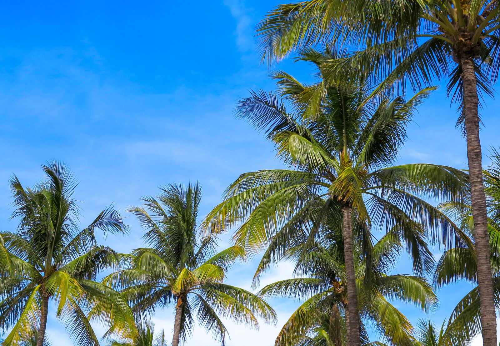 Canon PowerShot G1 X sample photo. Arecaceae, coconut, the tropical photography