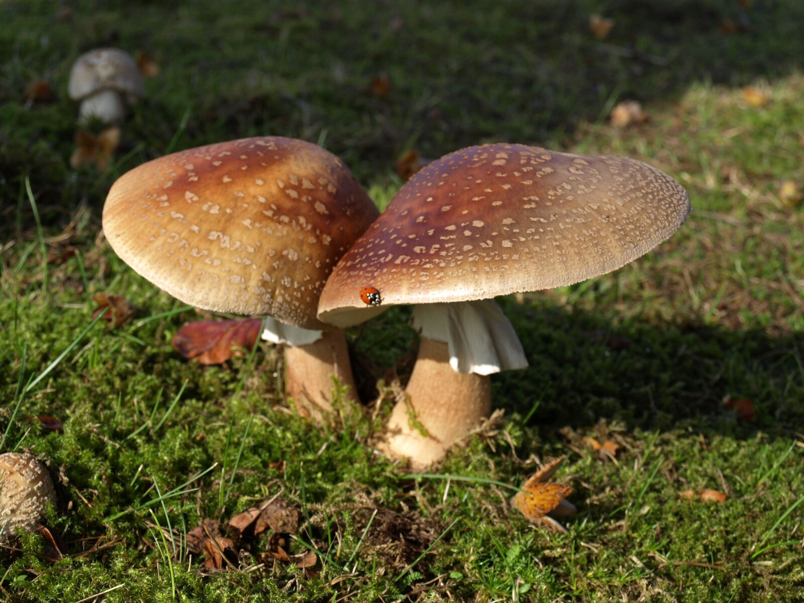Olympus E-510 (EVOLT E-510) sample photo. Mushrooms, mushroom, boletus photography