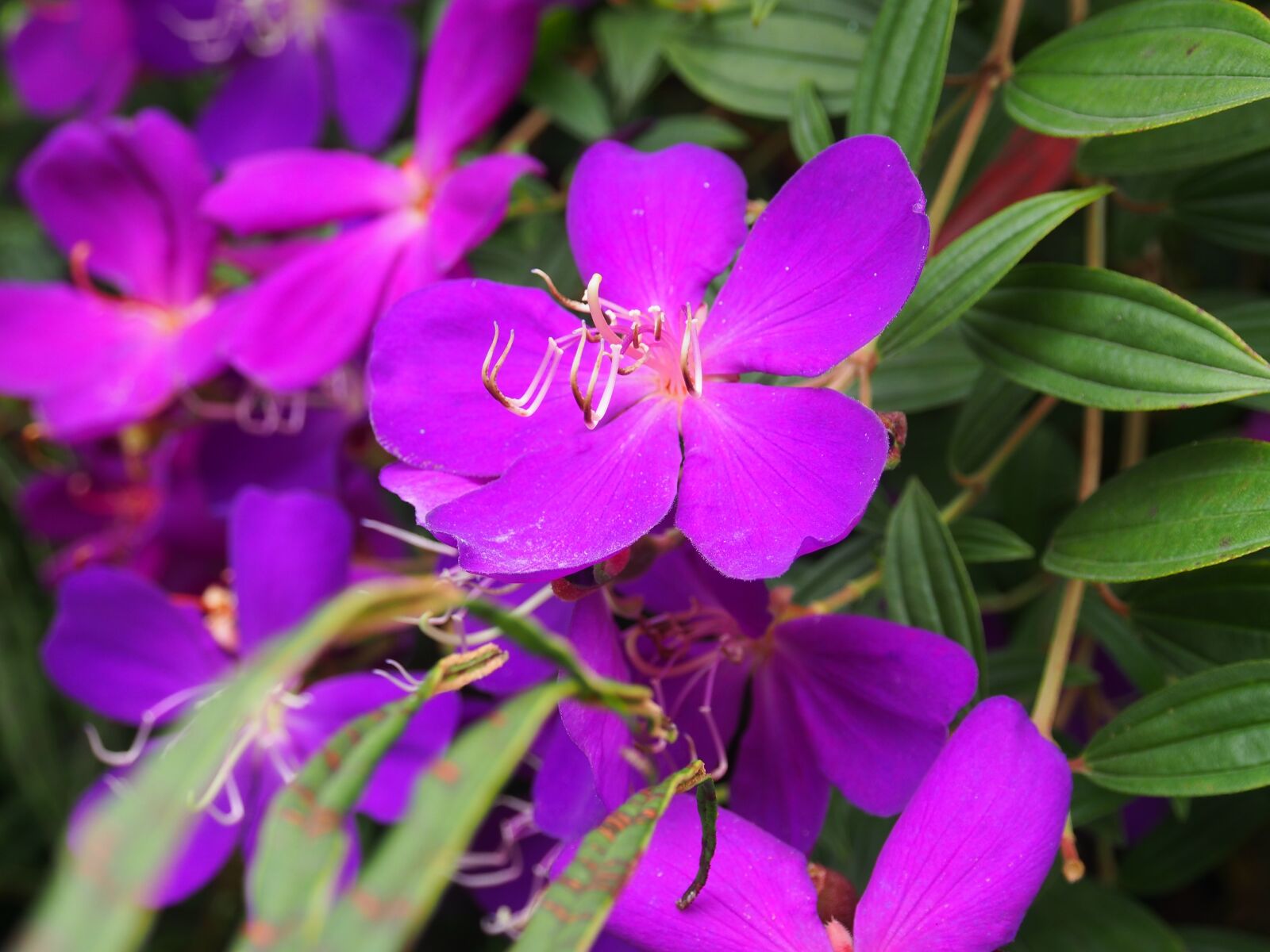Olympus OM-D E-M5 sample photo. Brazil melastoma, melastoma, flowers photography