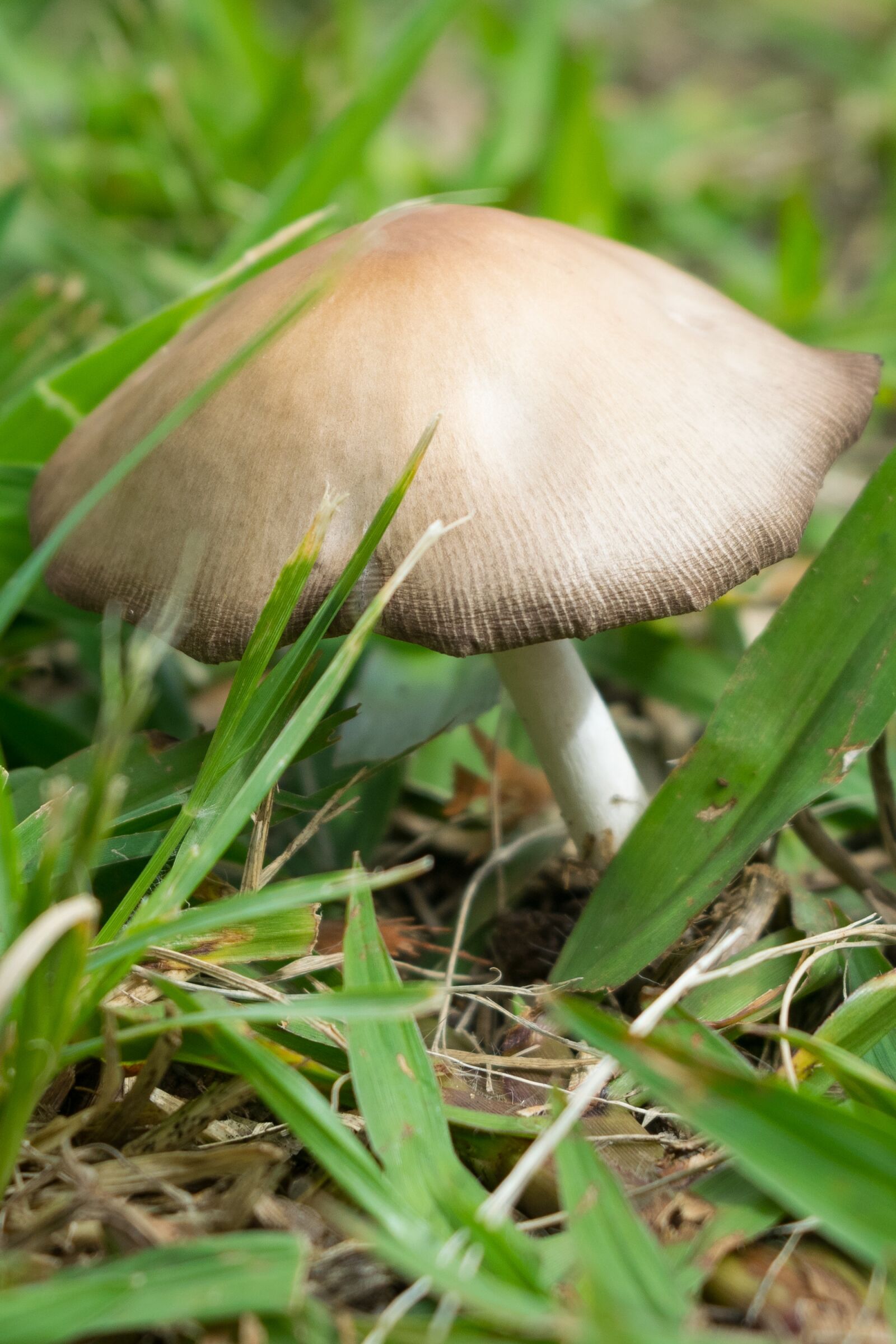 Nikon D5300 sample photo. Mushroom, nature, fungus photography