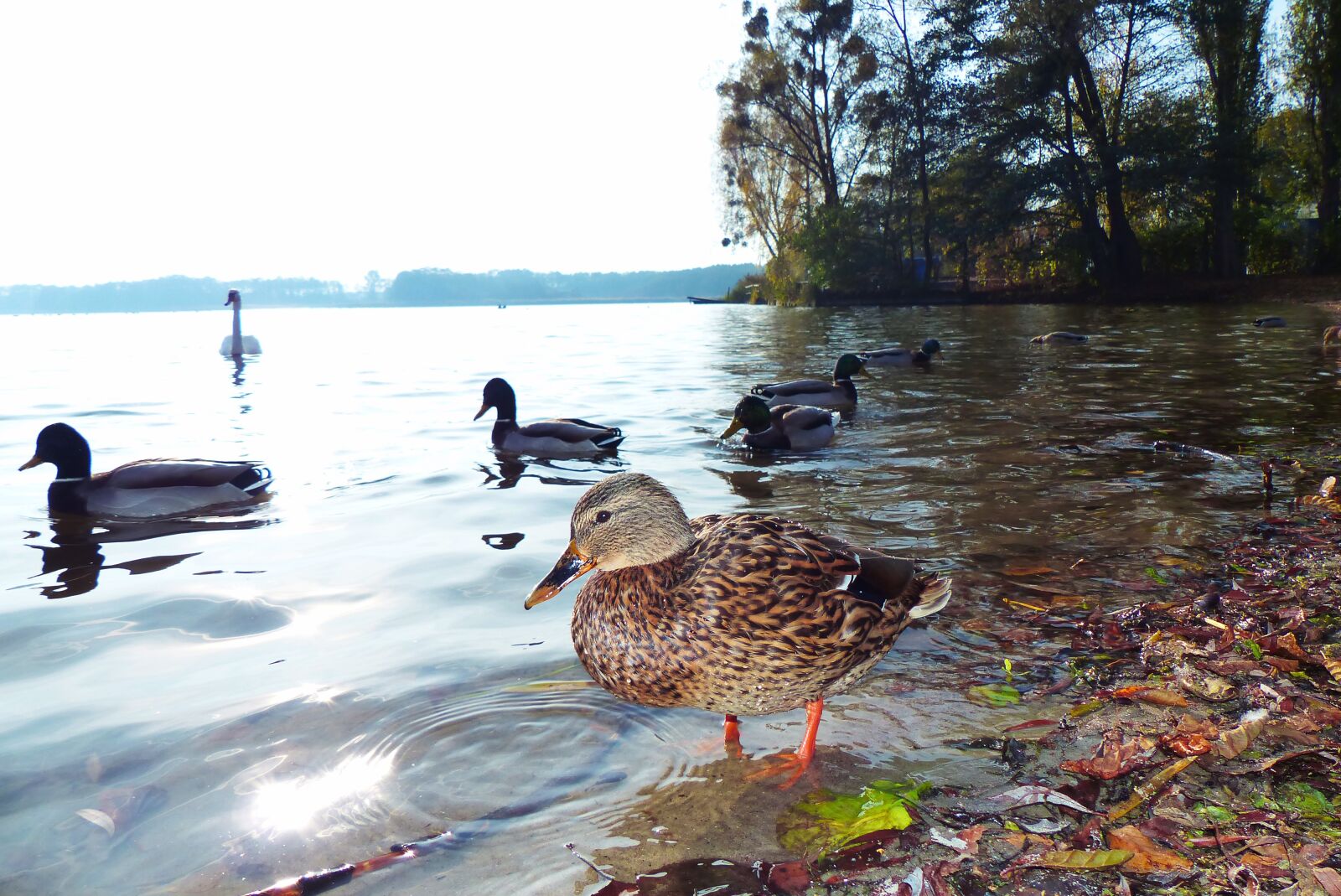 Panasonic Lumix DMC-FZ200 sample photo. Mallard duck, female, autumn photography