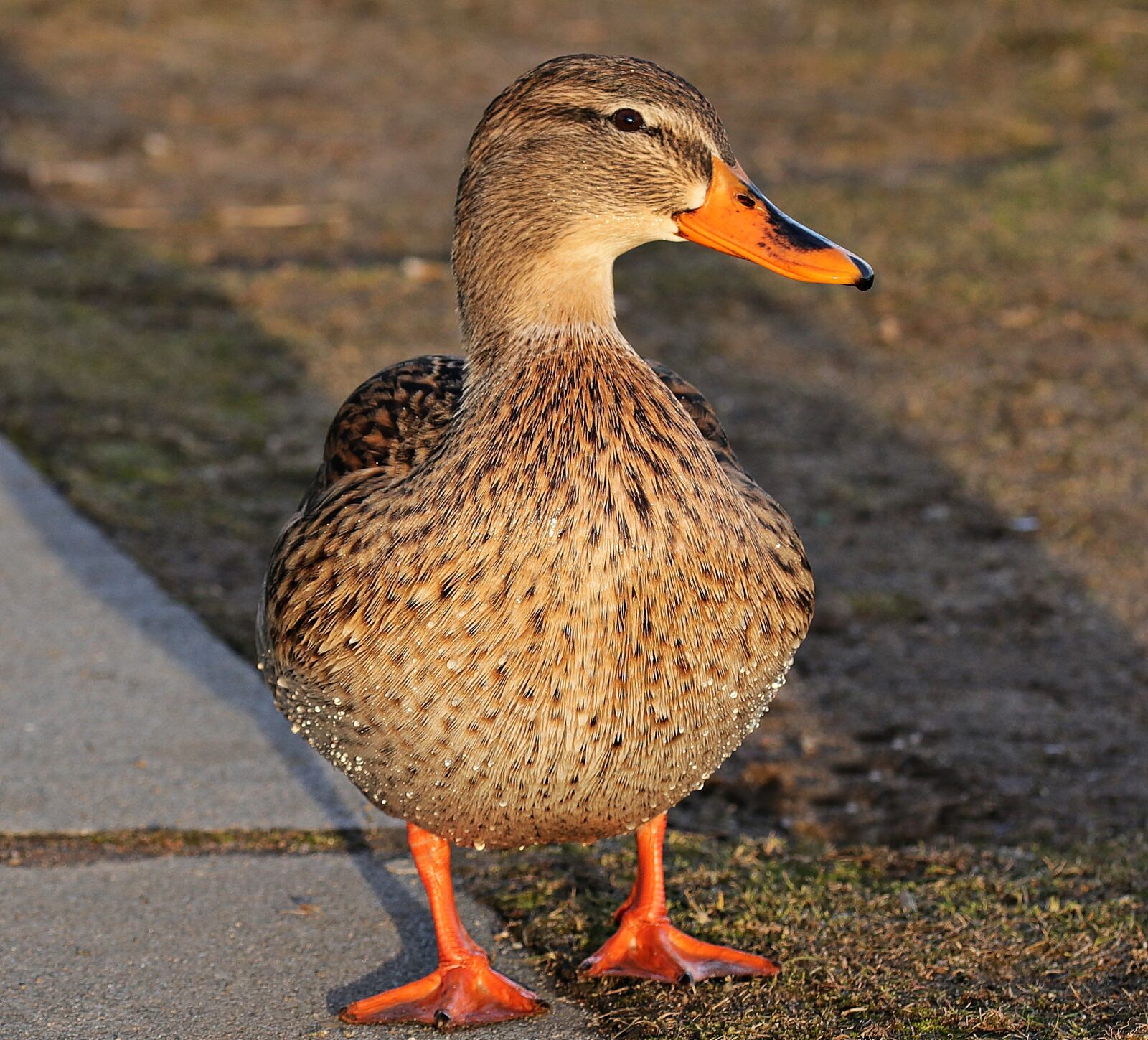 Canon EOS 80D sample photo. Duck, duck bird, winter photography