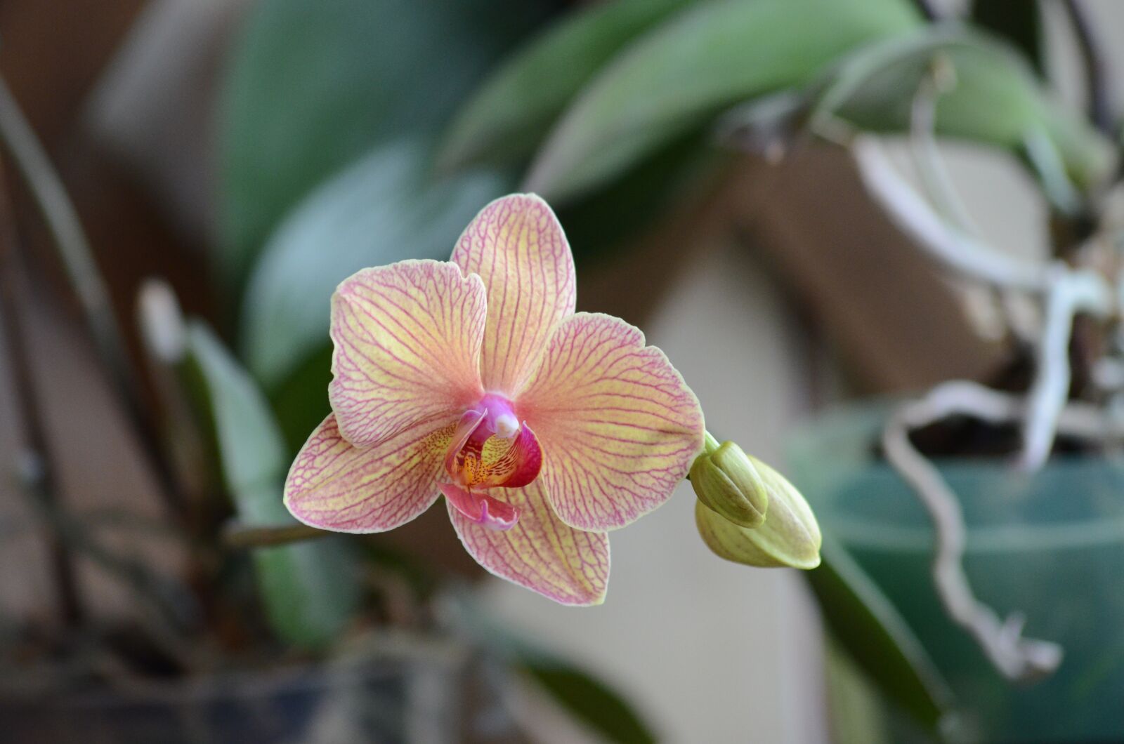 Nikon D5100 sample photo. Orchid, flower, nice photography