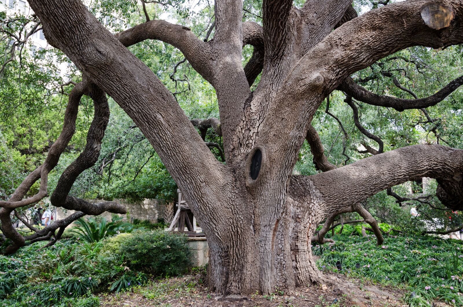 Nikon D5100 sample photo. Usa, america, tree photography