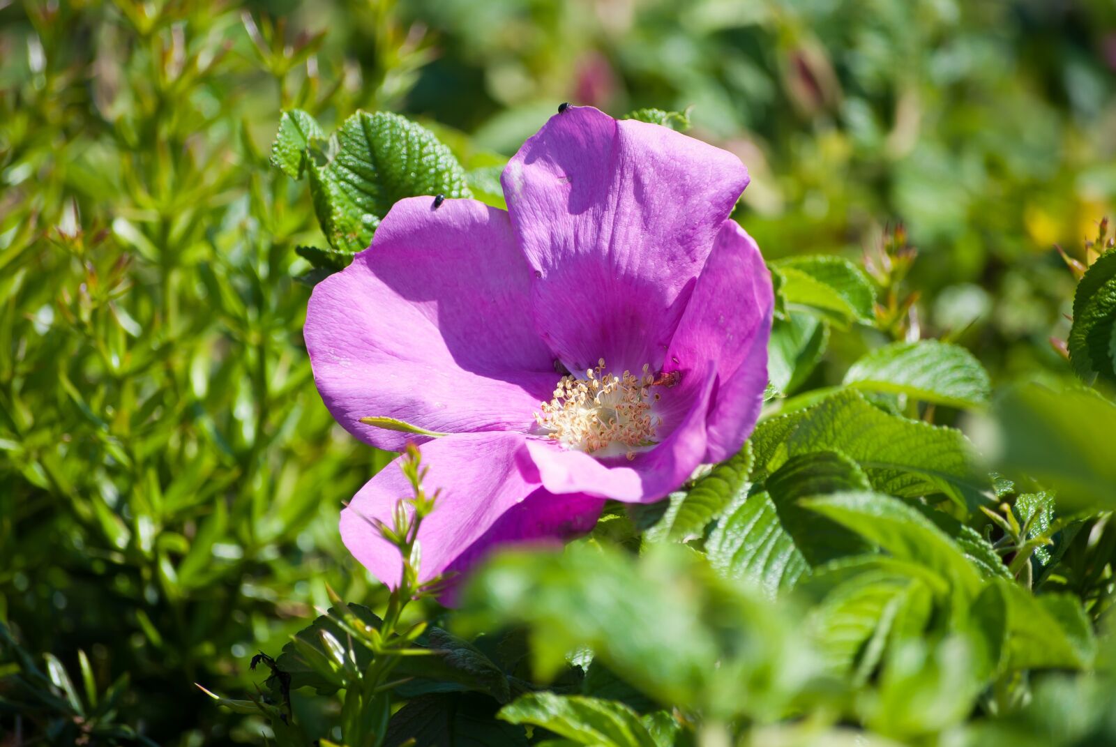 Nikon D80 sample photo. Flower, flowers, summer photography