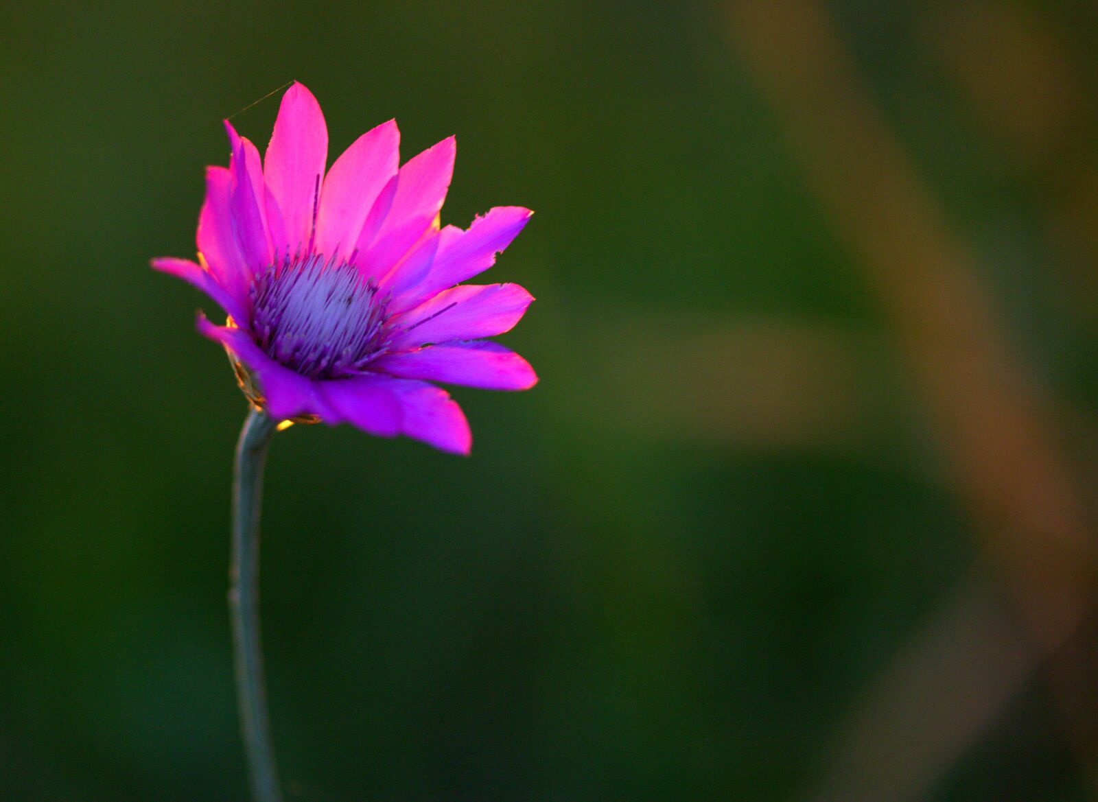Canon EF-S 60mm F2.8 Macro USM sample photo. Immortelle, flower, mov photography