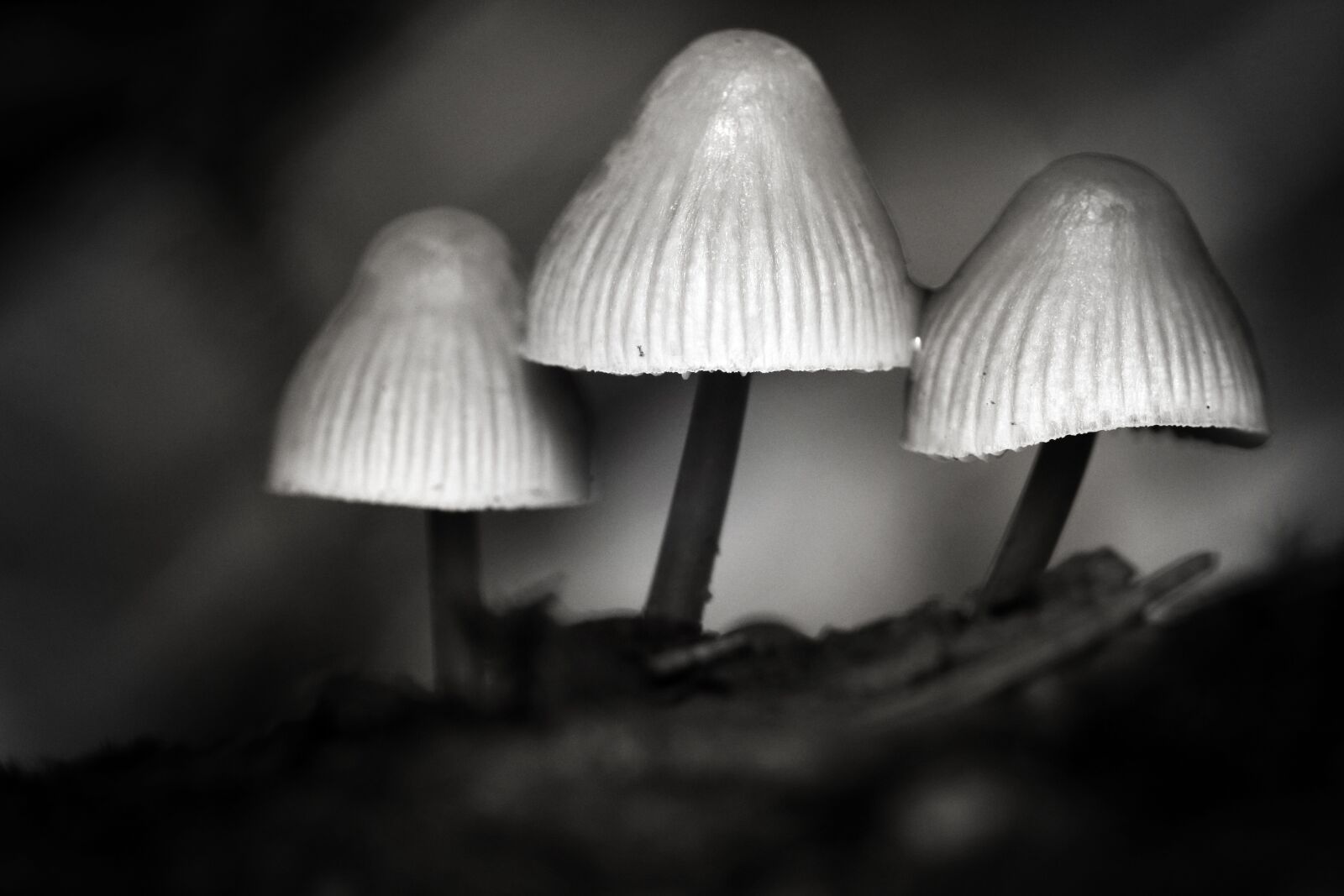 Canon EOS 80D sample photo. Mushrooms, monochrome, dreamy photography