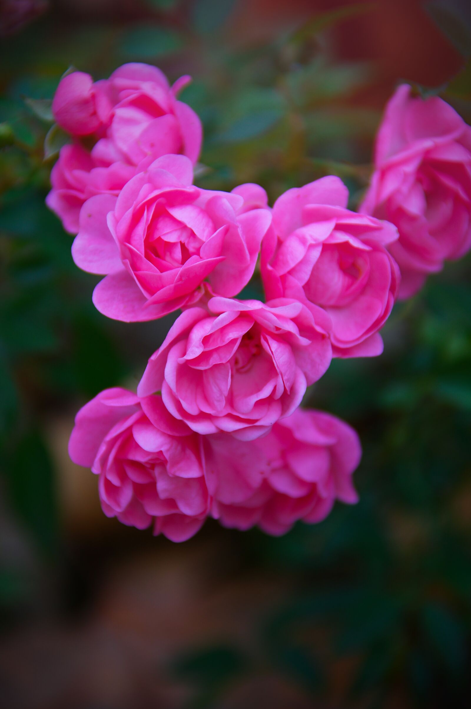 Nikon D3200 sample photo. Pink, rose, autumn rose photography