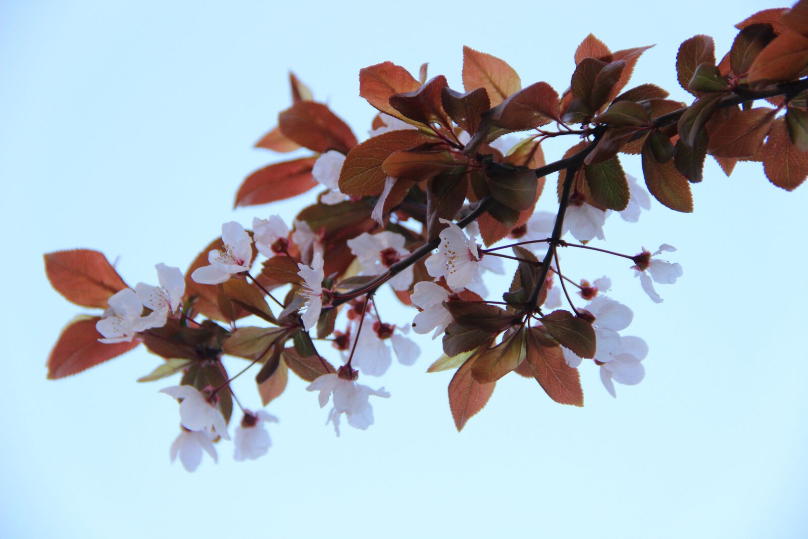 Canon EF-S 18-135mm F3.5-5.6 IS sample photo. Cherry blossom, leaves, background photography