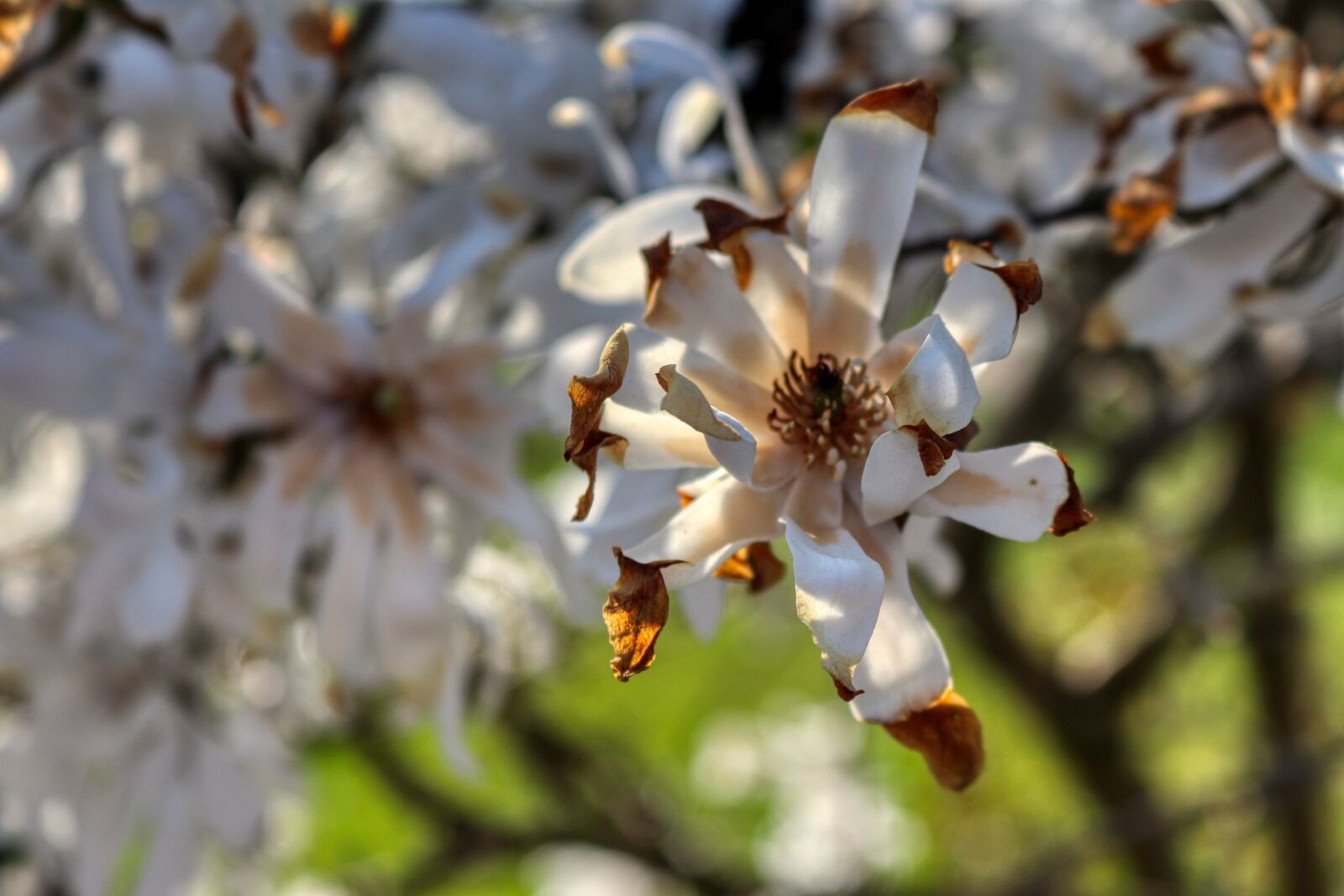 Canon EOS 80D + Canon EF-S 18-55mm F3.5-5.6 IS STM sample photo. Spring, flower, plant photography