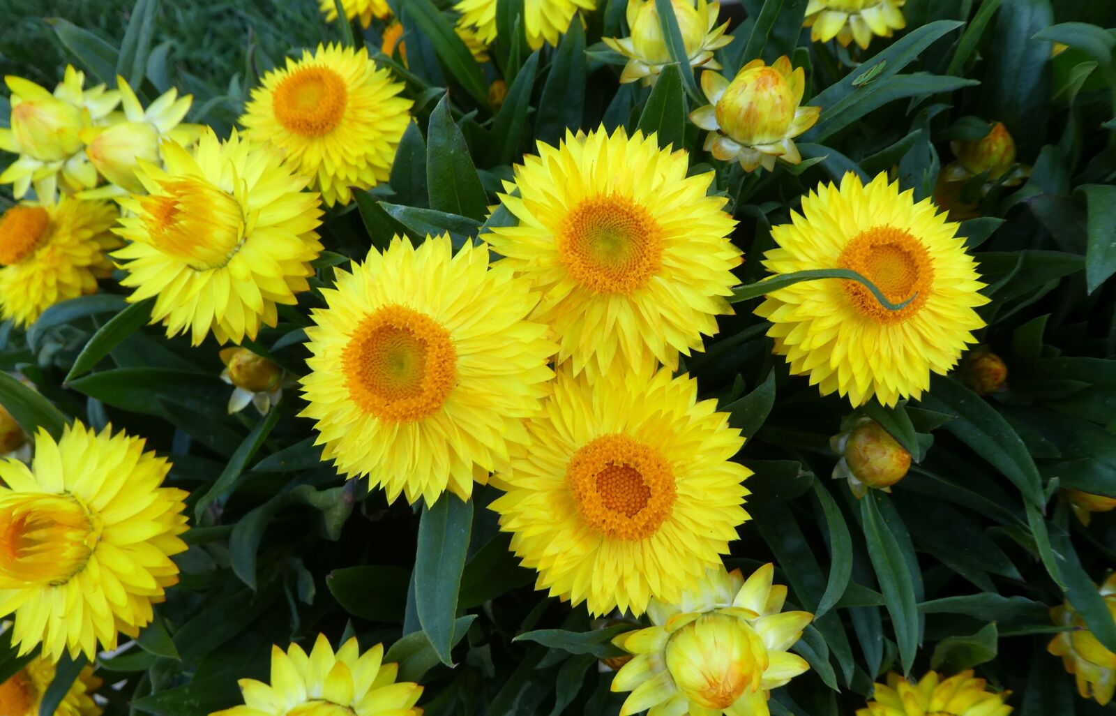 Panasonic DMC-TZ81 sample photo. Straw flowers, yellow flowers photography