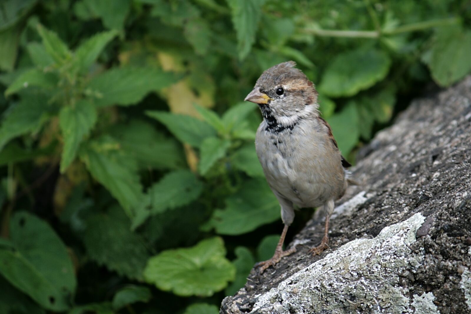 Canon EOS 400D (EOS Digital Rebel XTi / EOS Kiss Digital X) sample photo. Sparrow, bird, sparrows photography