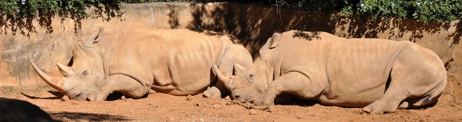 Nikon D90 sample photo. Rhino, wildlife, south africa photography