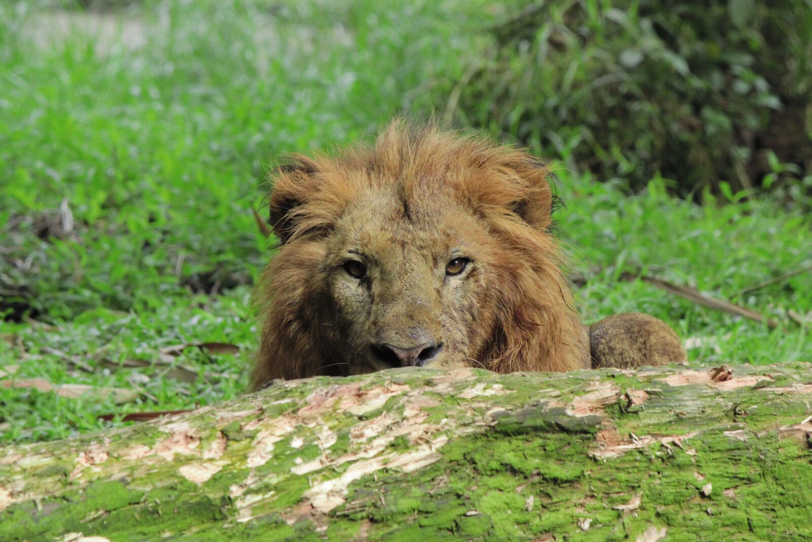 Canon EOS 500D (EOS Rebel T1i / EOS Kiss X3) sample photo. Lion, animal, wild photography