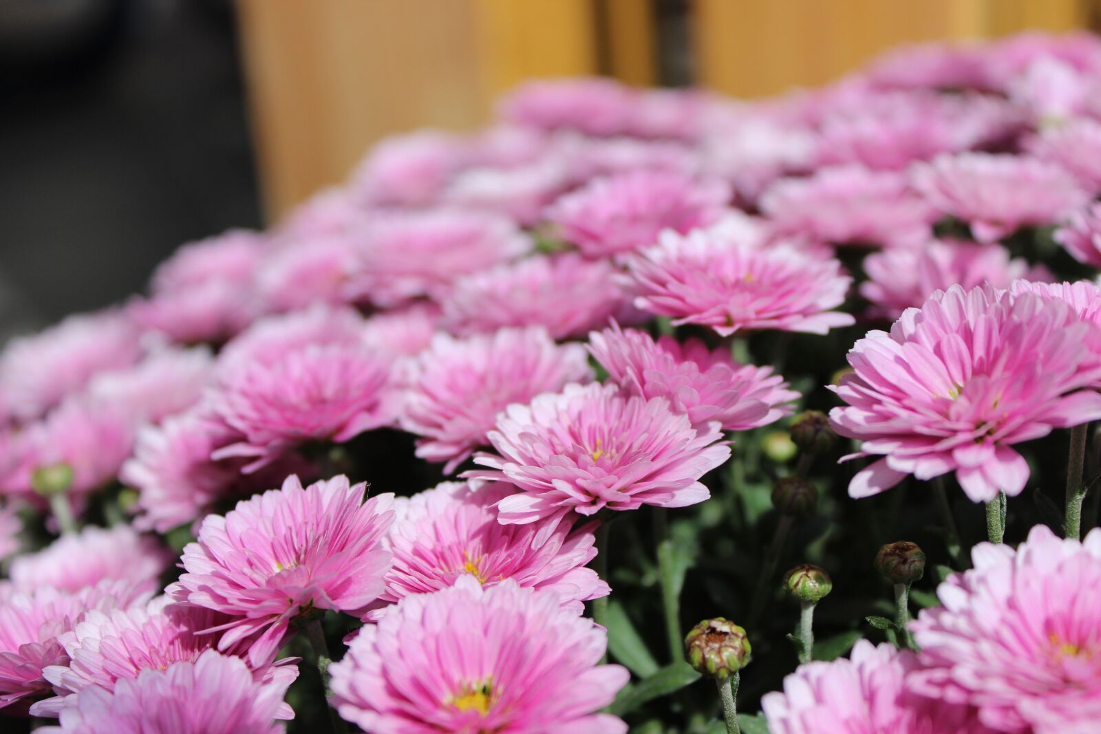 Canon EOS 600D (Rebel EOS T3i / EOS Kiss X5) sample photo. Pink, flowers, nature photography