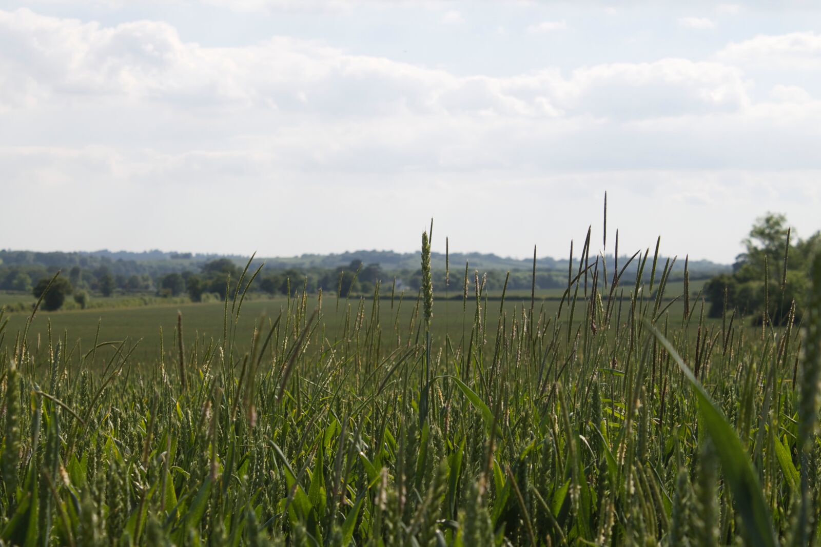Canon EOS 1100D (EOS Rebel T3 / EOS Kiss X50) sample photo. Corn, countryside, field, sky photography