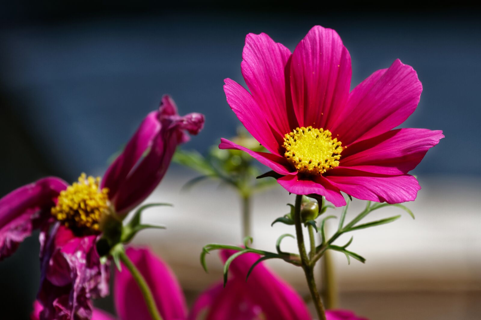 Canon EOS 7D sample photo. Cosmea, leaflet leaved schmuckblume photography