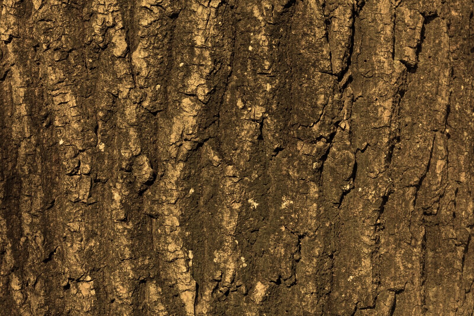 Sony a7 II + Sony DT 50mm F1.8 SAM sample photo. Texture, tree, bark photography