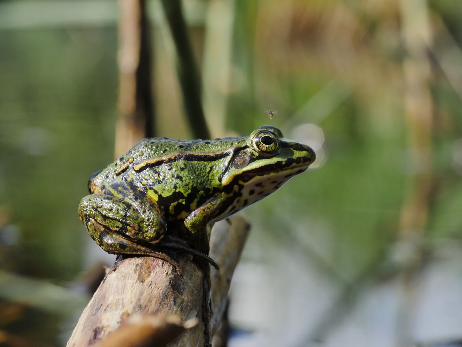 Panasonic Lumix DMC-GX8 sample photo. Frog, moor, green photography
