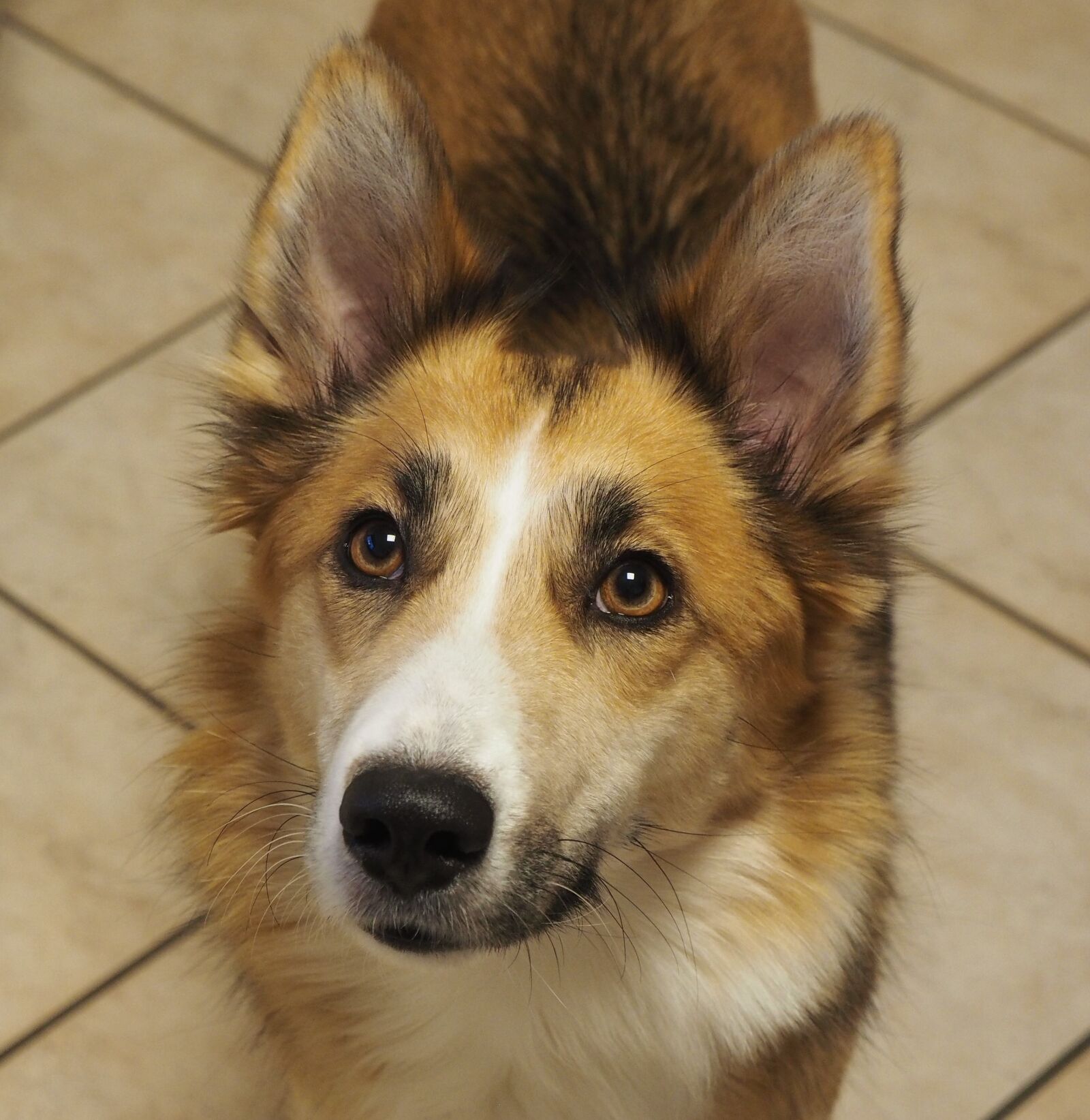 Olympus OM-D E-M1 + OLYMPUS M.12-50mm F3.5-6.3 sample photo. Dog, hybrid, pet photography