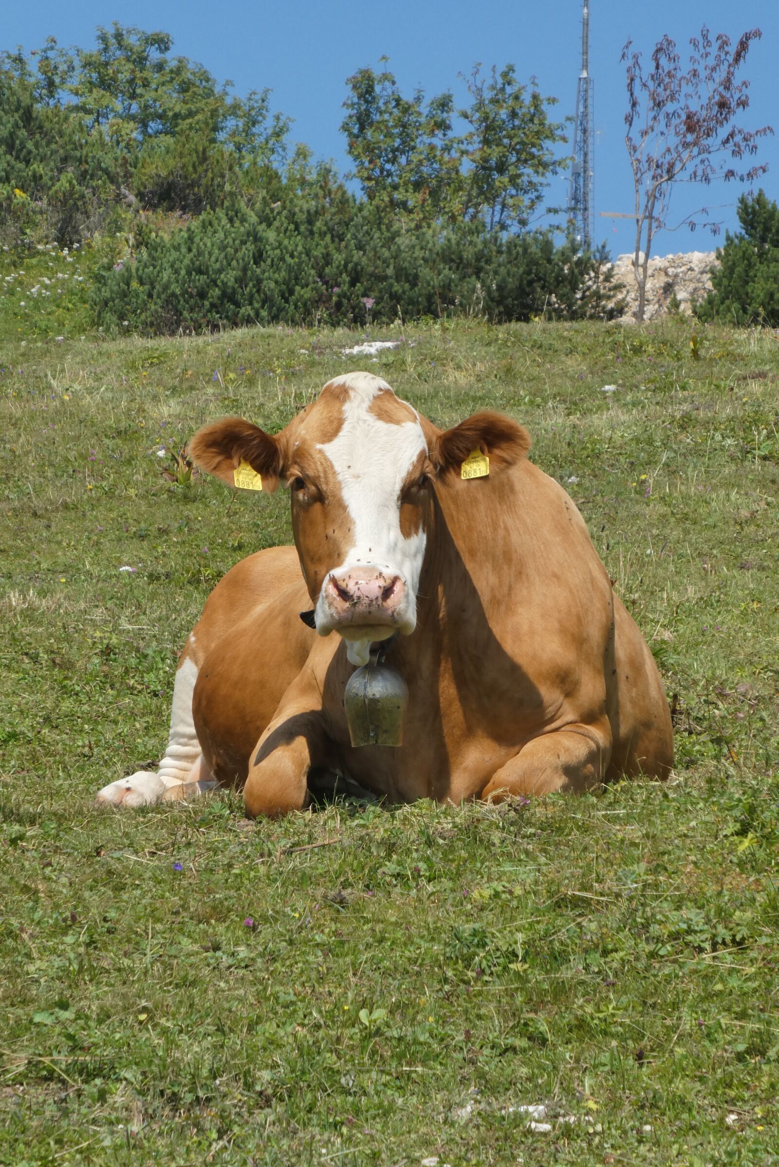 Panasonic Lumix DC-ZS70 (Lumix DC-TZ90) sample photo. Cow, pasture, mountains photography