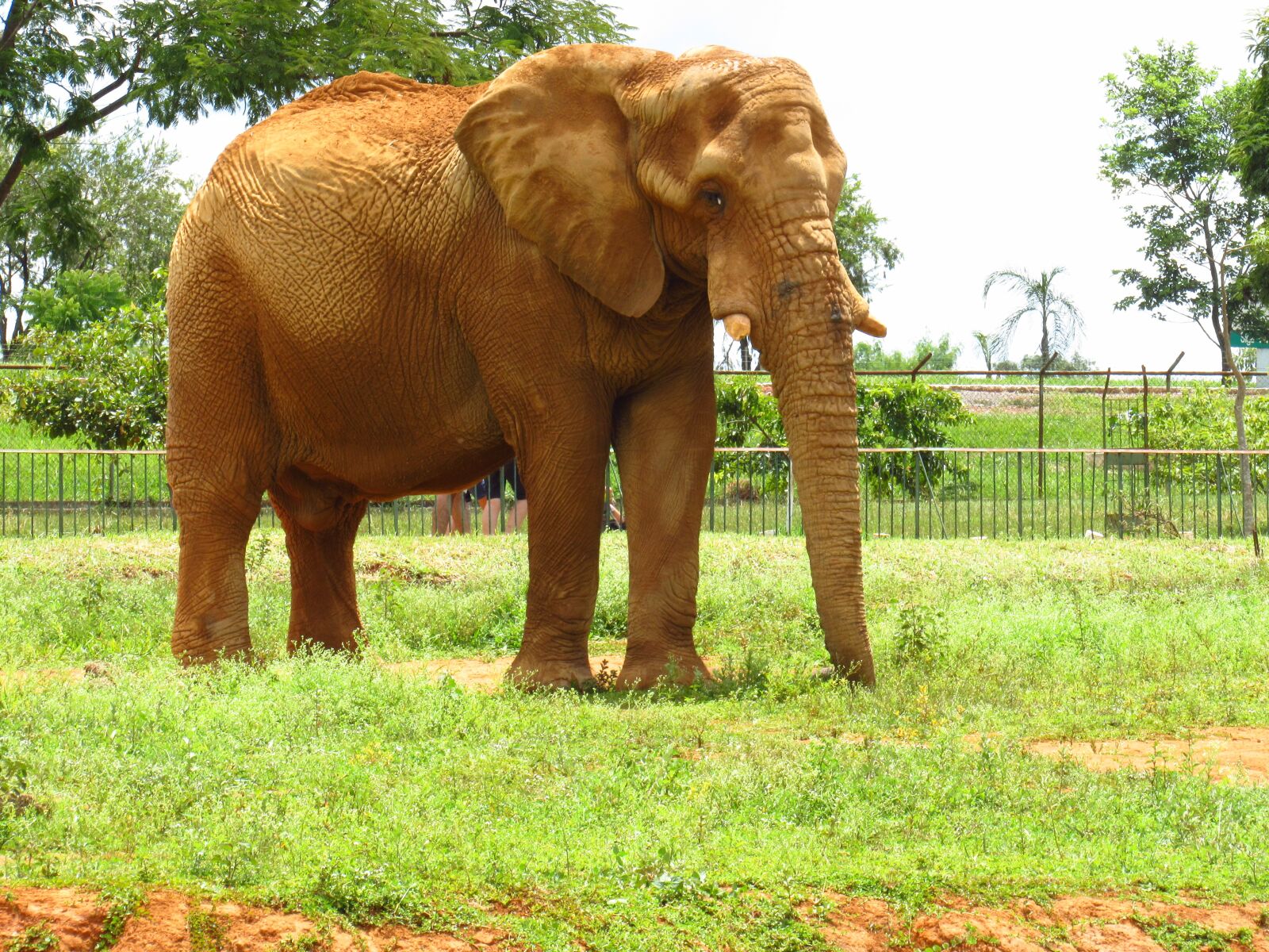 Canon PowerShot SX520 HS sample photo. Elephant, zoo, mammal photography