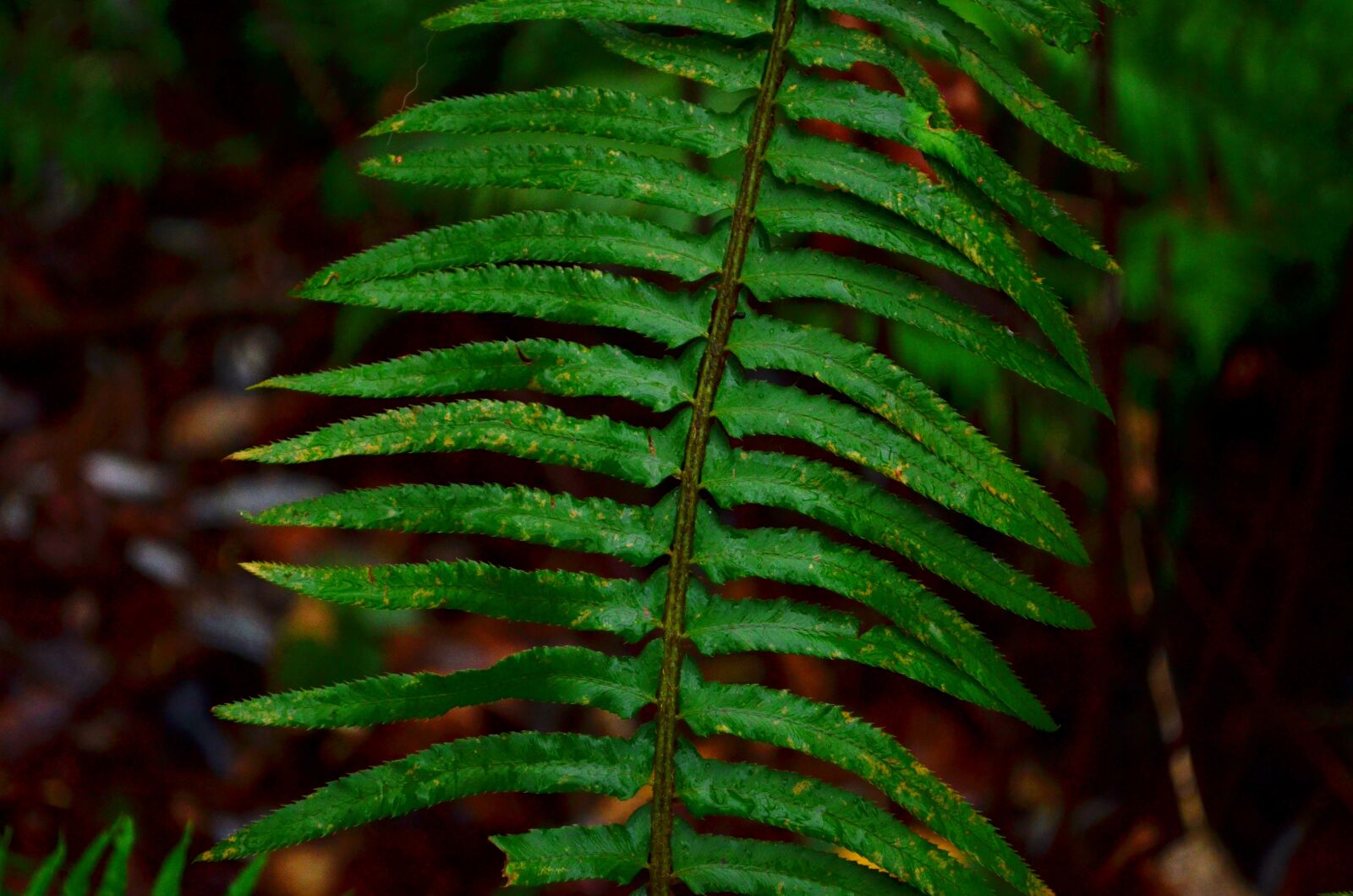 Nikon D5100 sample photo. Fern, plant, nature photography
