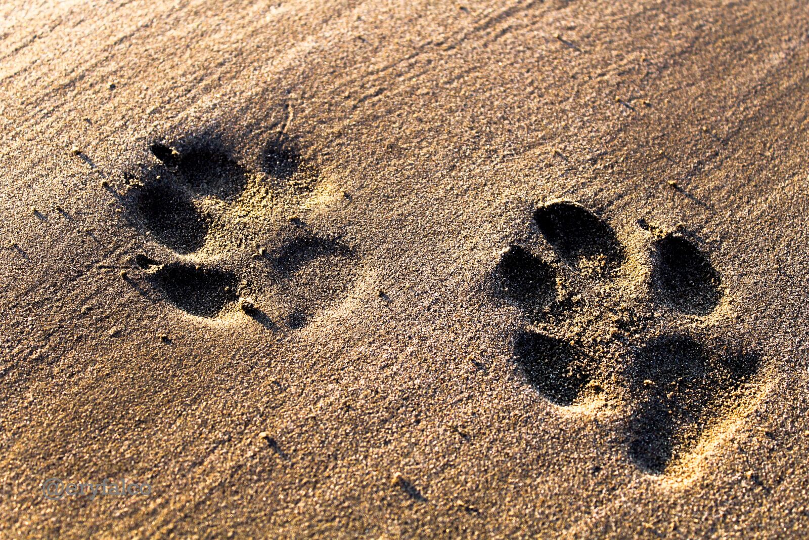 Canon EOS 1300D (EOS Rebel T6 / EOS Kiss X80) sample photo. Dogs, footprints, sand photography