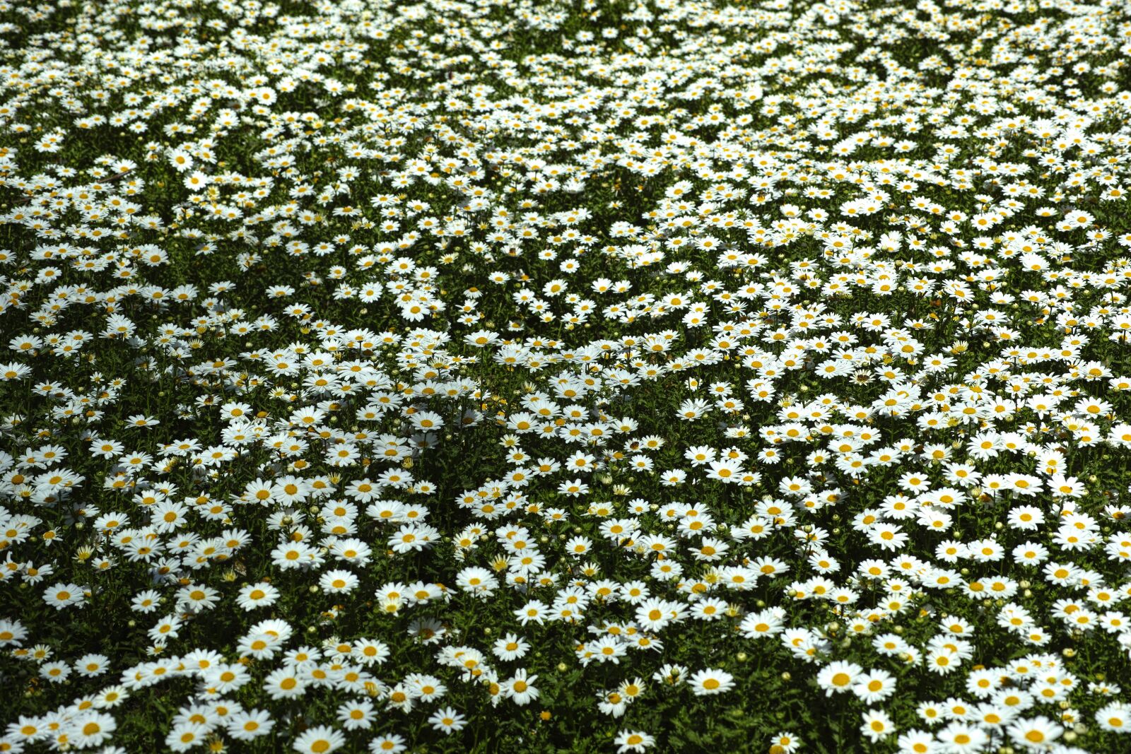 Sigma DP3 Merrill sample photo. Flower, spring, garden photography