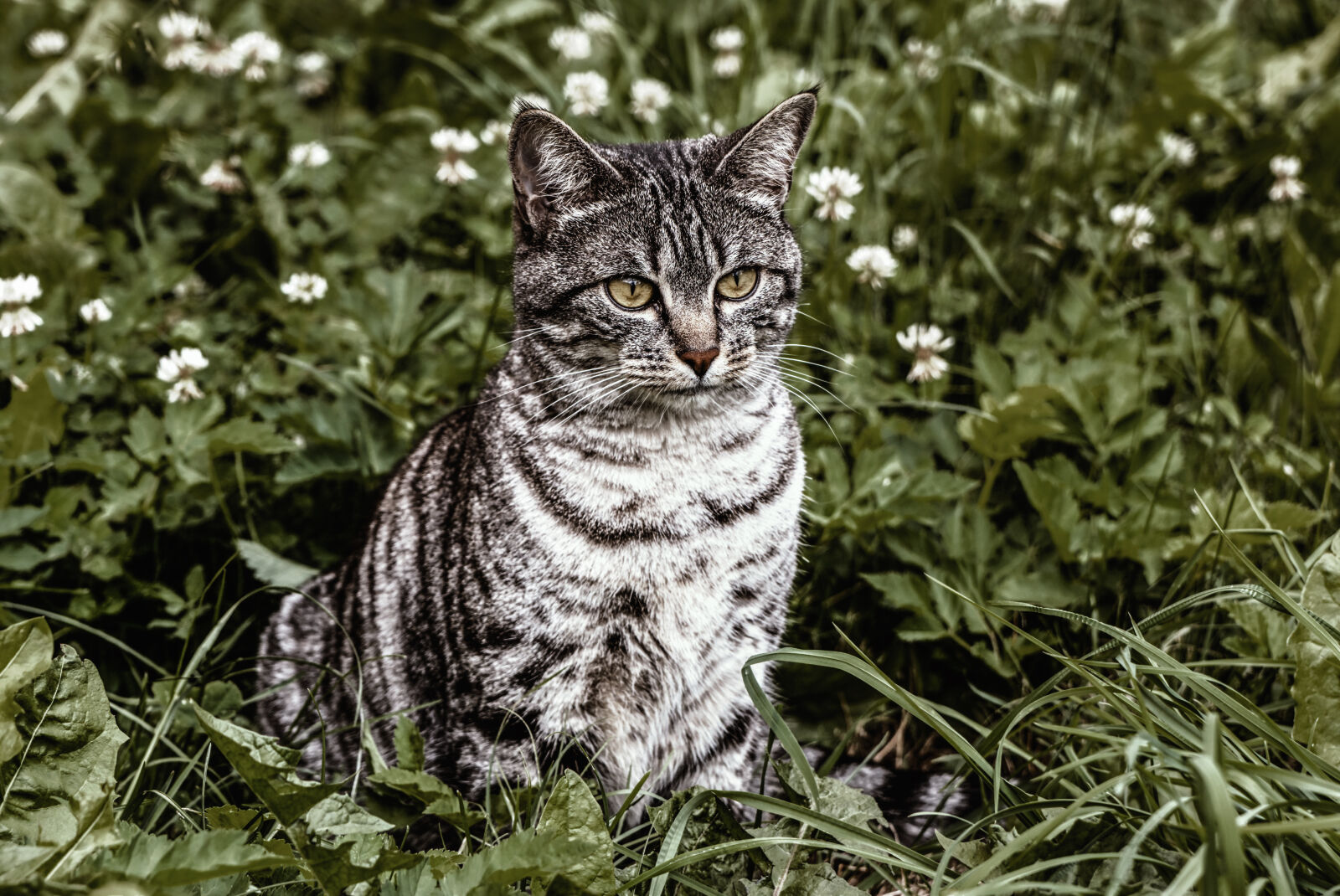 Canon EOS 70D sample photo. Animal, animal, photography, cat photography