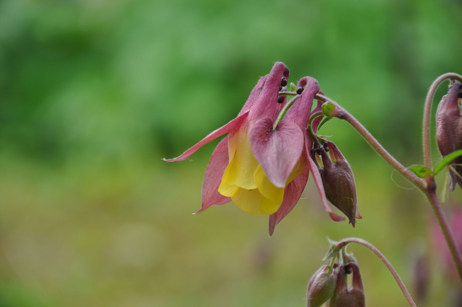 Nikon D90 sample photo. Wildflower, mountain, valley photography