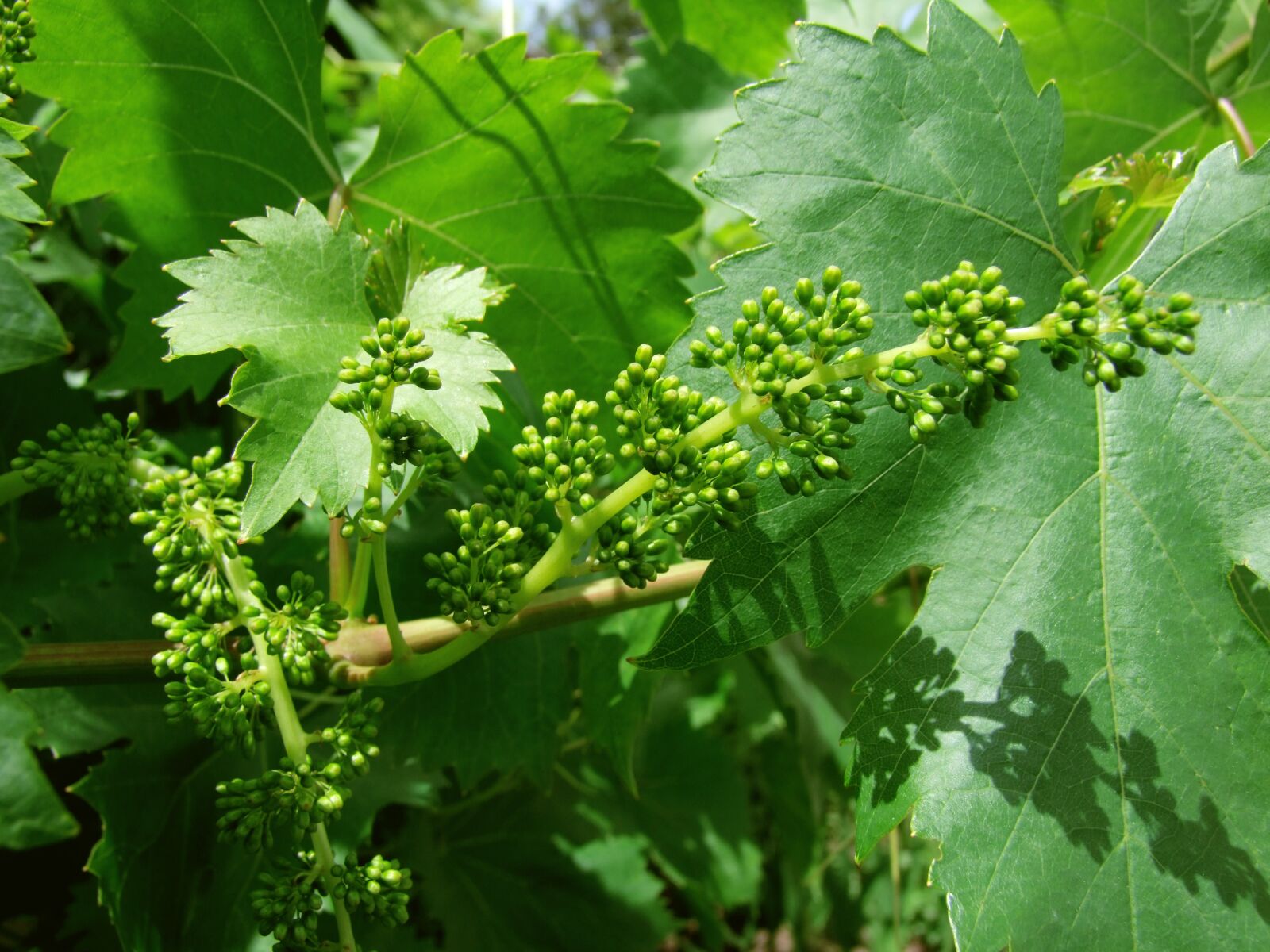 Fujifilm FinePix S100fs sample photo. Bunch of grapes, young photography